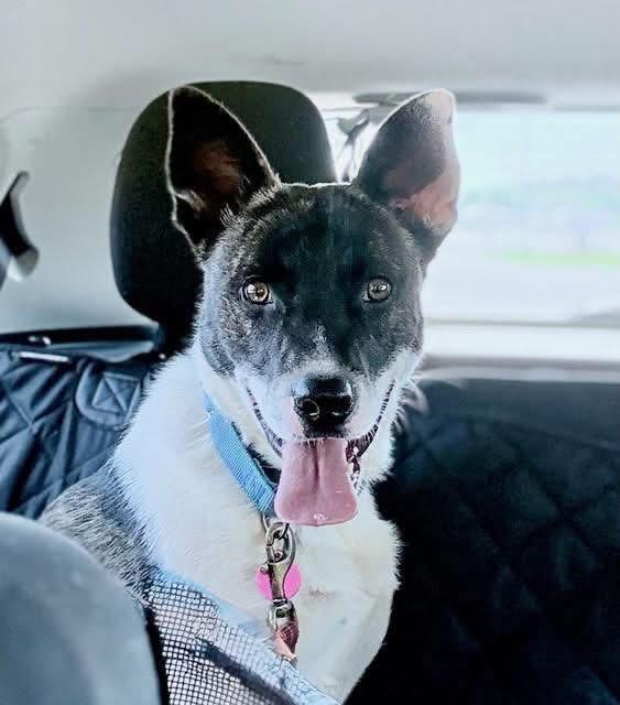 Enlarge Buddy, an adopted mixed breed in Inverness, FL image 1/4