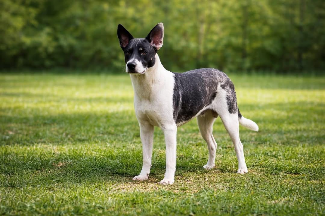 Enlarge Buddy, an adopted mixed breed in Inverness, FL image 3/4