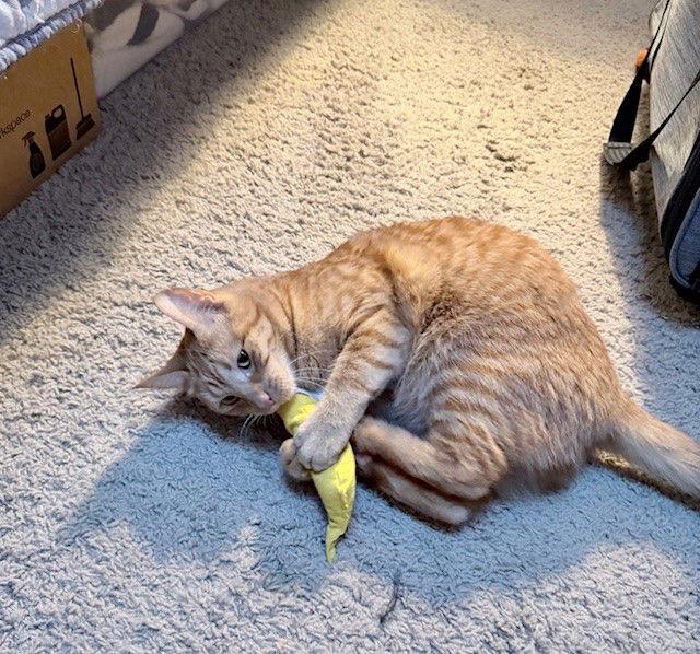 Mila, Adoptable, Adult Female Domestic Short Hair.