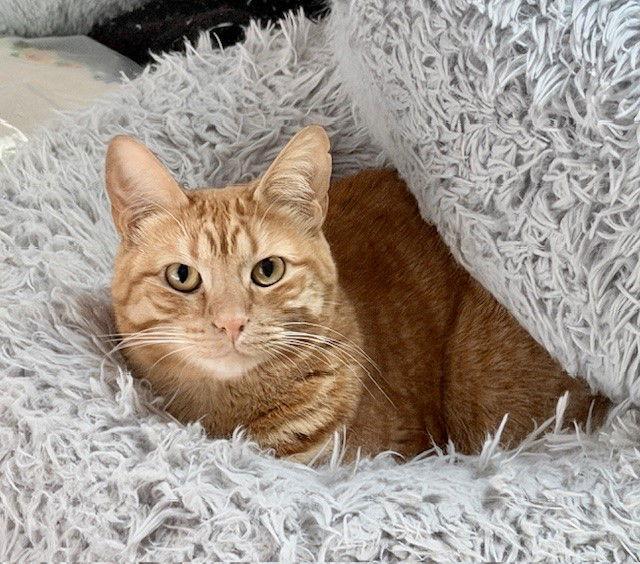 Mila, Adoptable, Adult Female Domestic Short Hair.