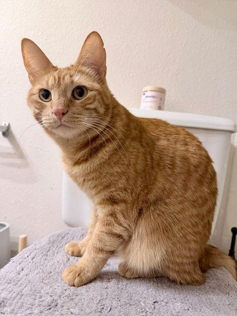 Enlarge Mila, a Adoptable Domestic Short Hair in Prosper, TX image 3/3