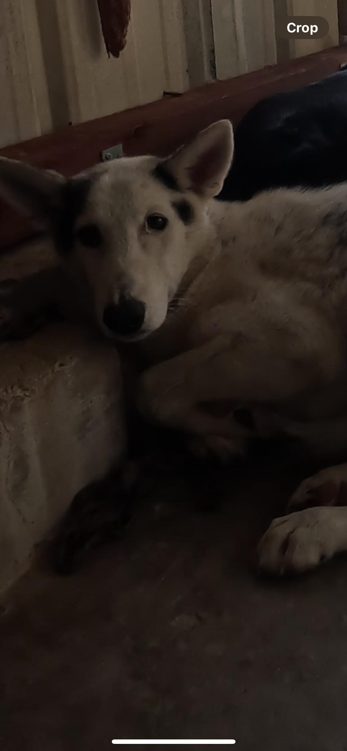 Timber, Adoptable, Puppy Male Husky & German Shepherd Dog.