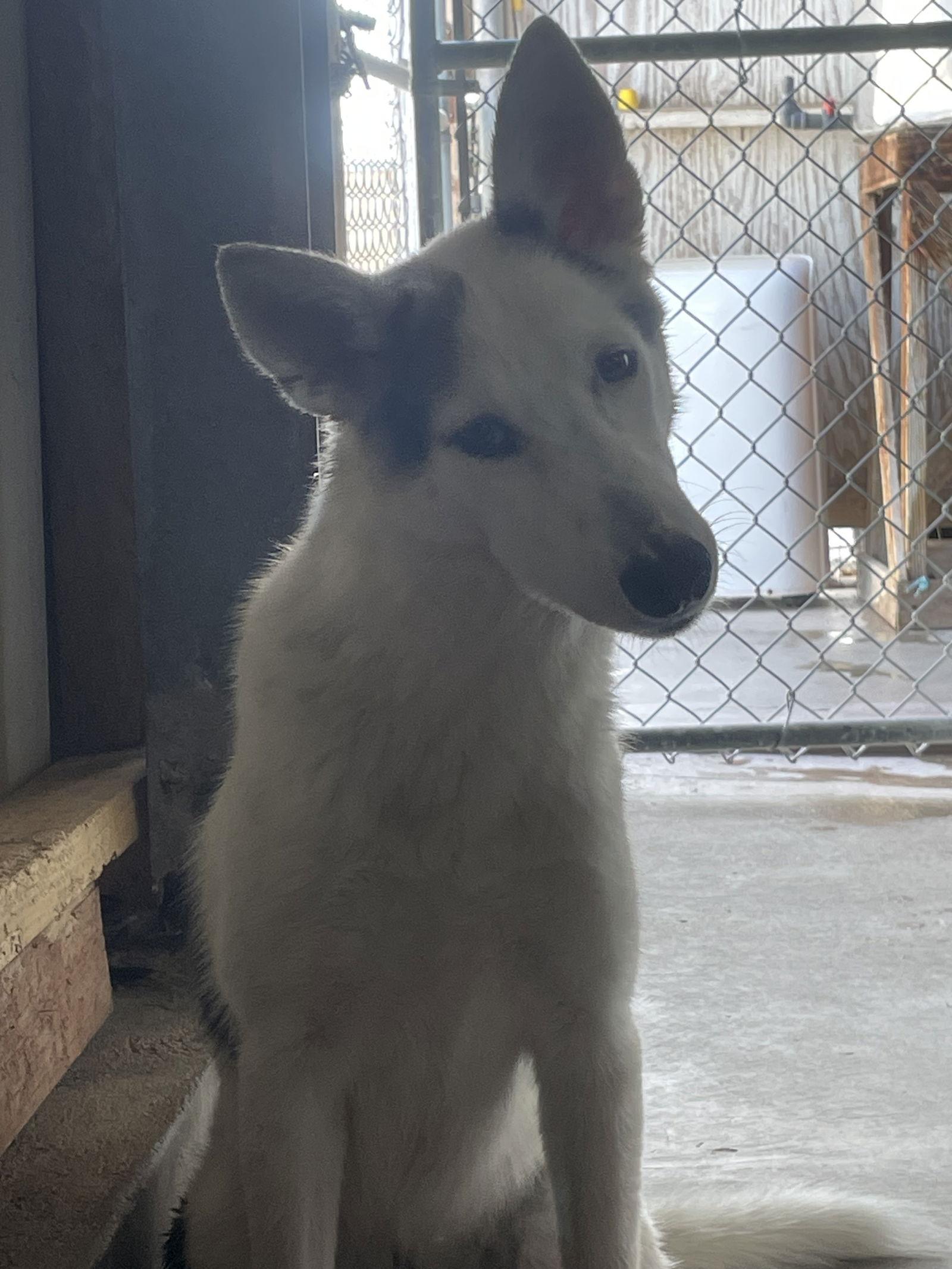 Enlarge Timber, a Adoptable mixed breed in El Centro, CA image 2/2