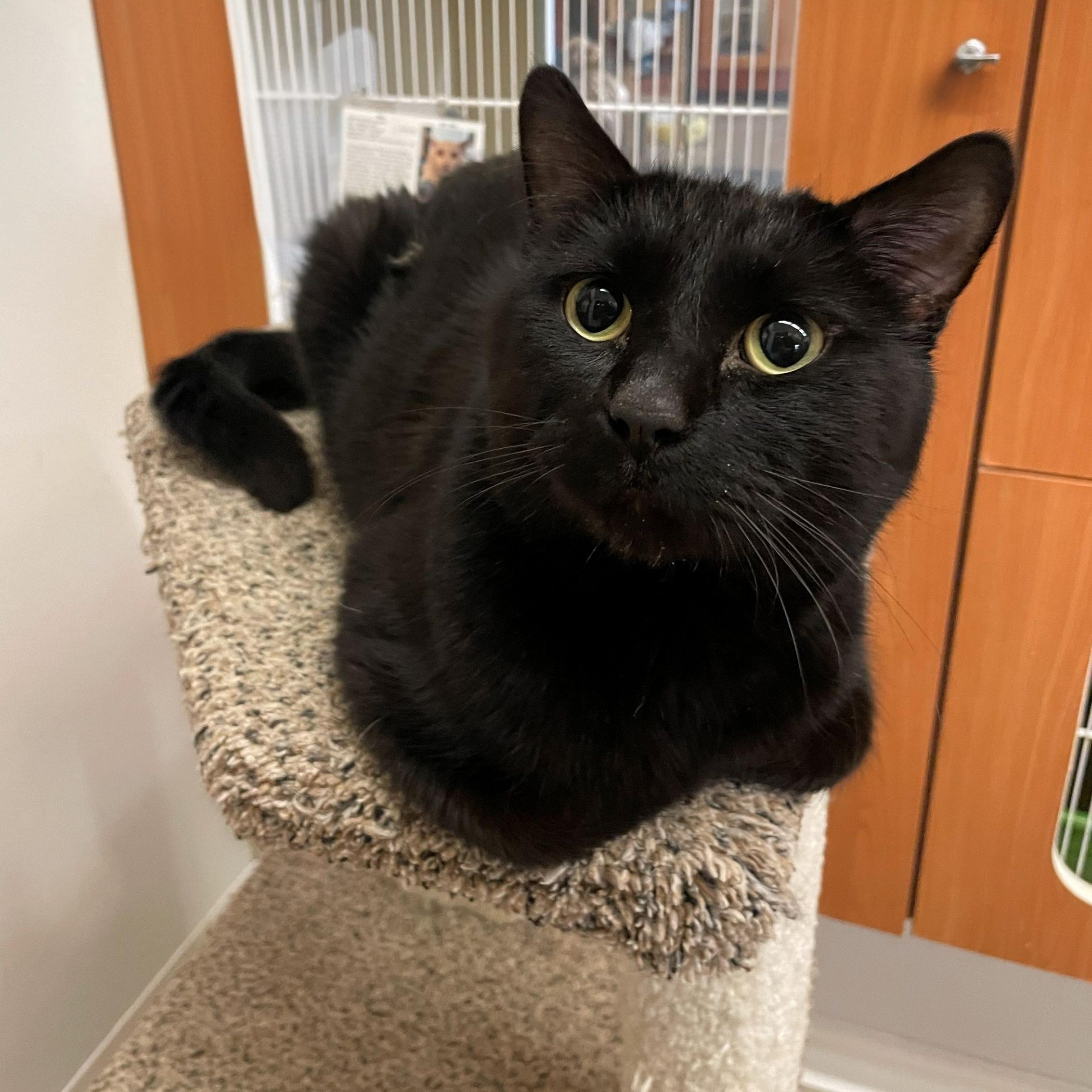 Enlarge Kirby, a Adoptable Domestic Short Hair in Rochester, MN image 1/2
