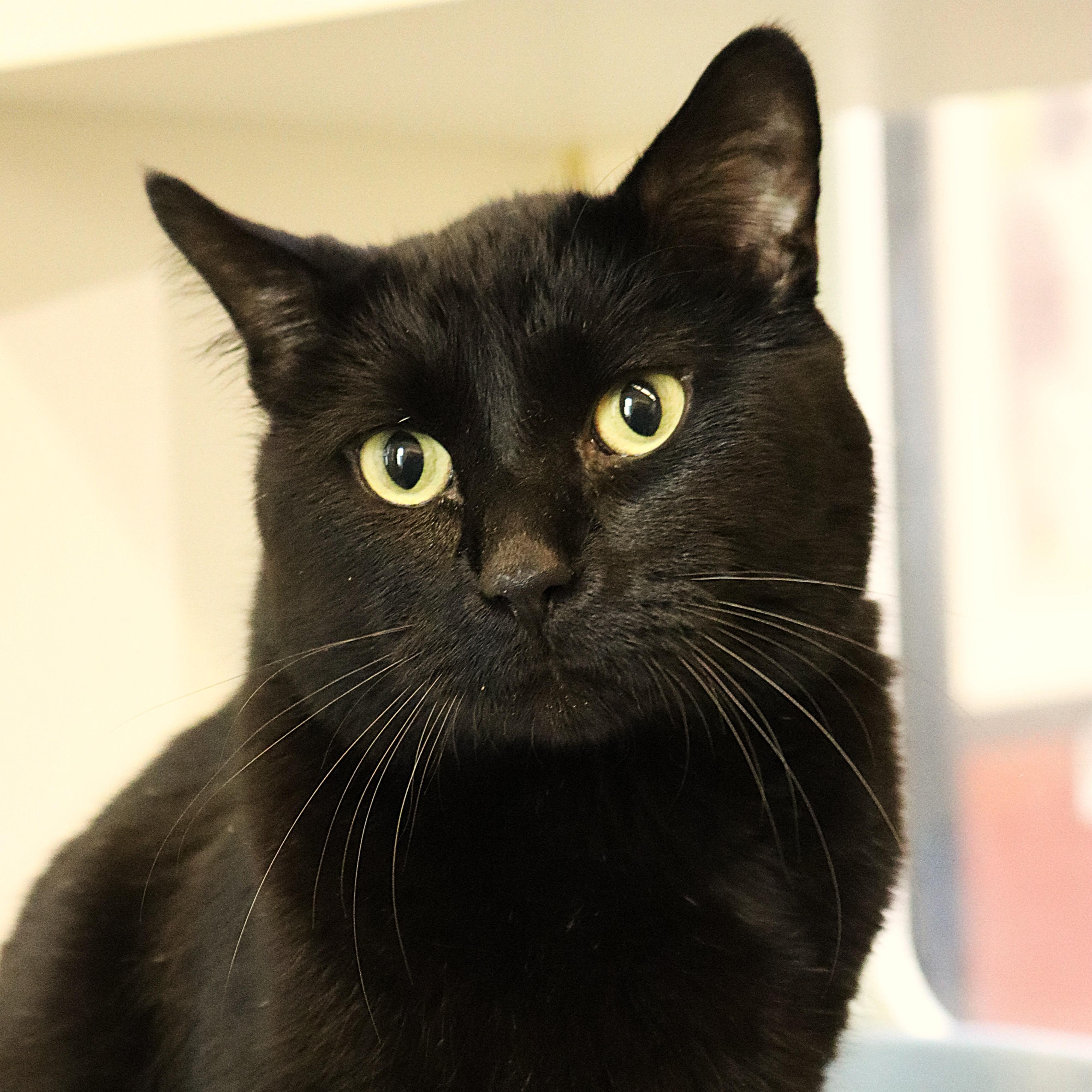 Enlarge Kirby, a Adoptable Domestic Short Hair in Rochester, MN image 1/3