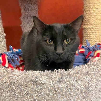 Enlarge Kirby, a Adoptable Domestic Short Hair in Rochester, MN image 1/1