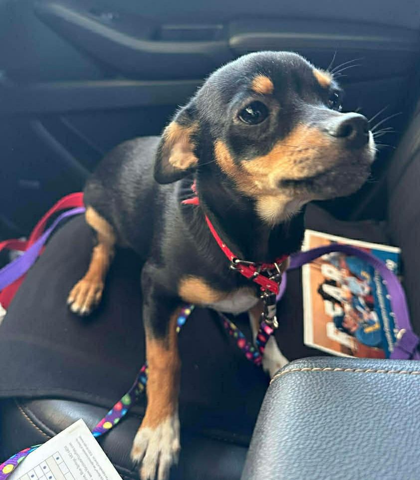 Enlarge Princess Fiona, an adopted mixed breed in Las Vegas, NV image 3/3