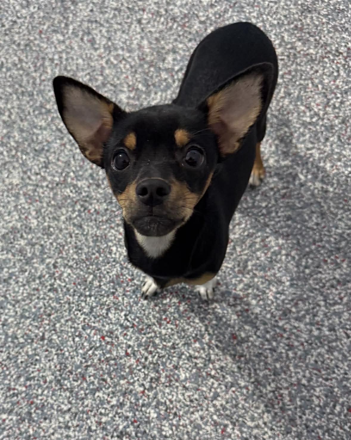 Princess Fiona, adopted, Puppy Female Terrier.