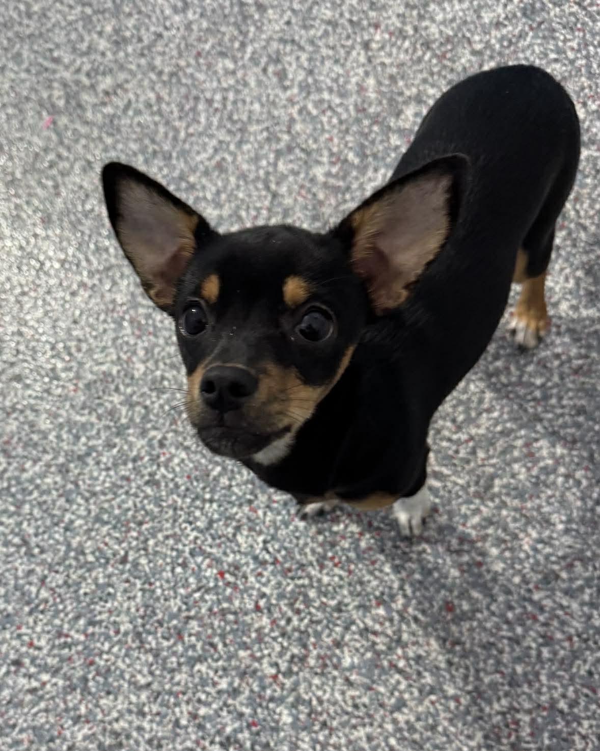 Enlarge Princess Fiona, an adopted mixed breed in Las Vegas, NV image 2/3