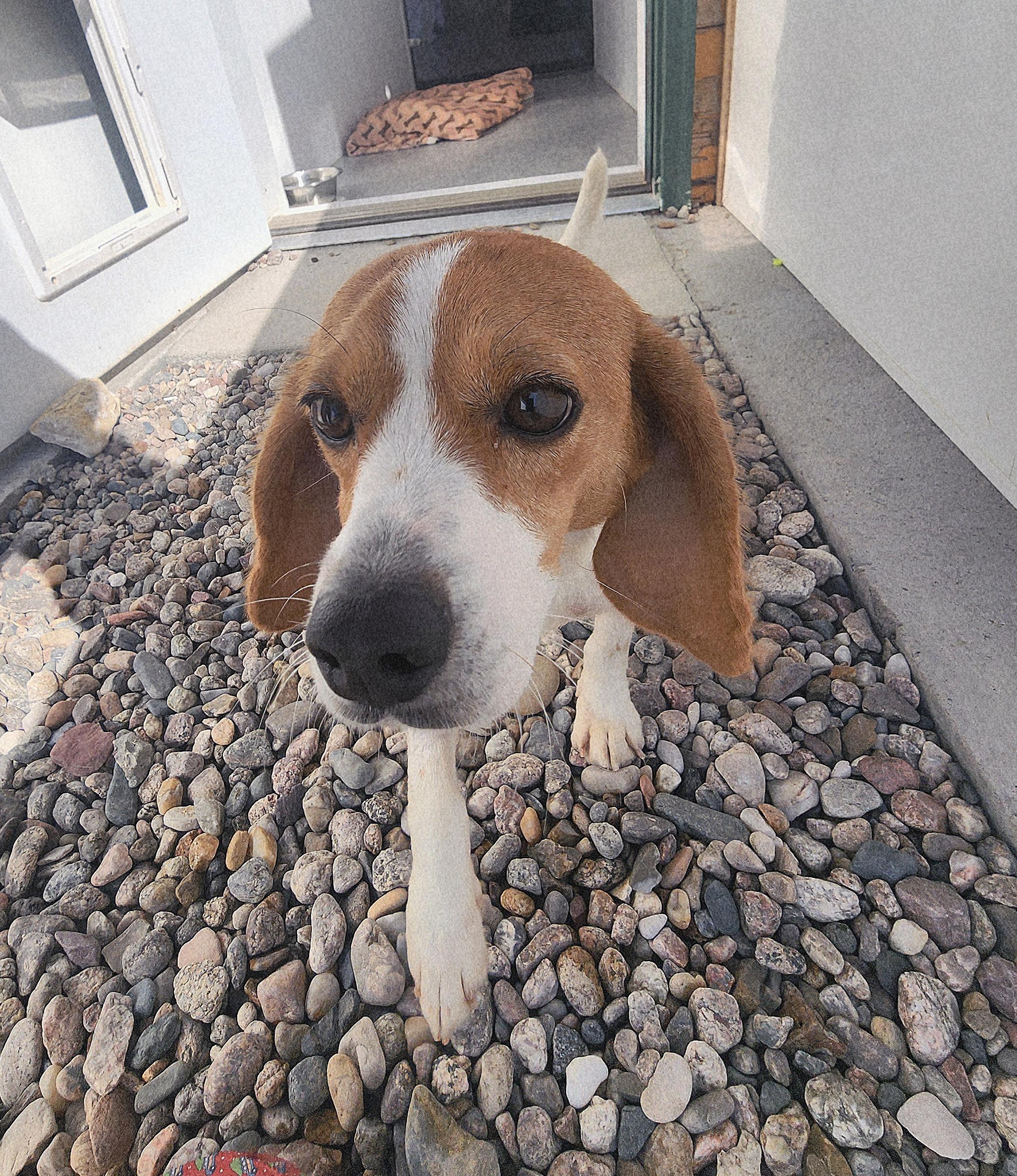 Astrid, an adoptable Beagle in Hartville, WY, 82215 | Photo Image 2