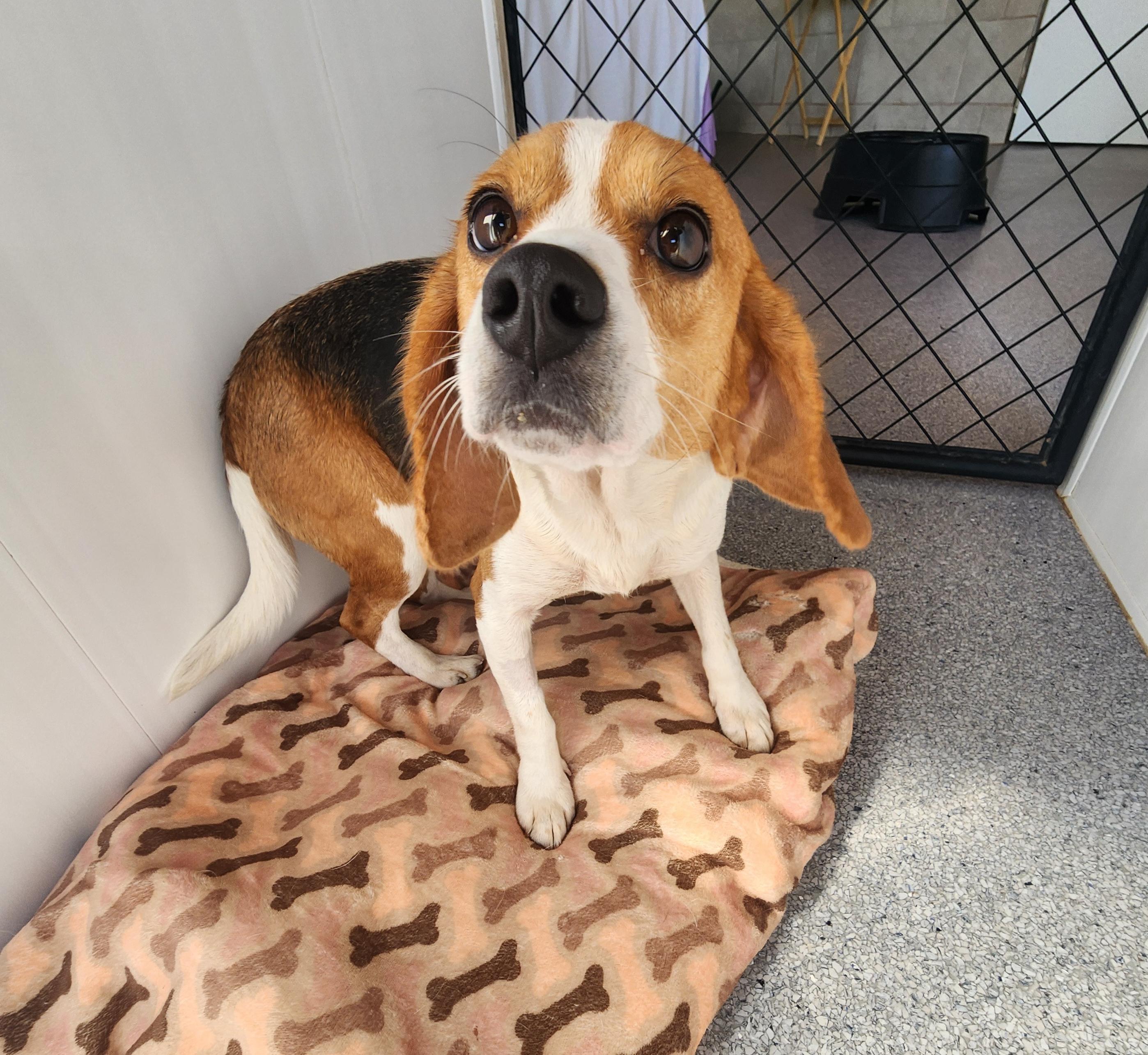 Astrid, an adoptable Beagle in Hartville, WY, 82215 | Photo Image 1