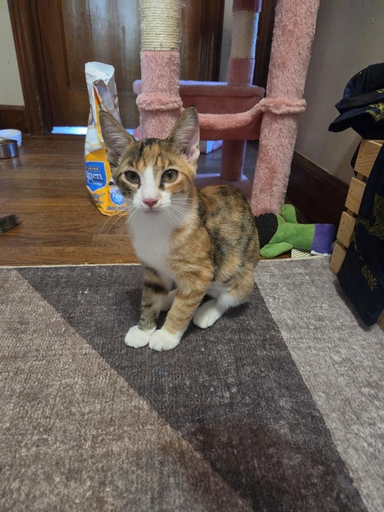 Enlarge Lamb, a Adoptable Domestic Short Hair in Lincoln Park, MI image 2/2