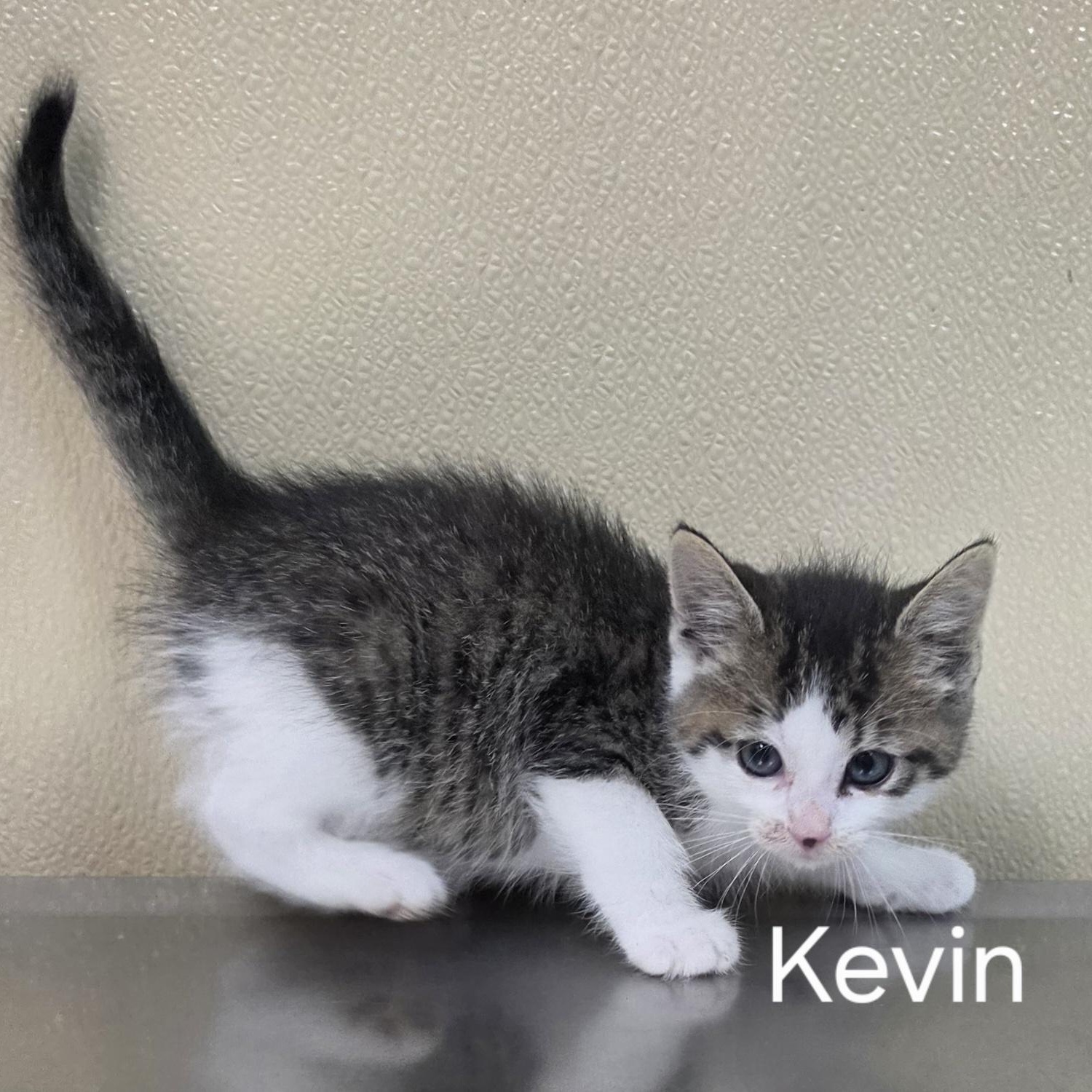Kevin, adoptable, Kitten Male Domestic Short Hair.
