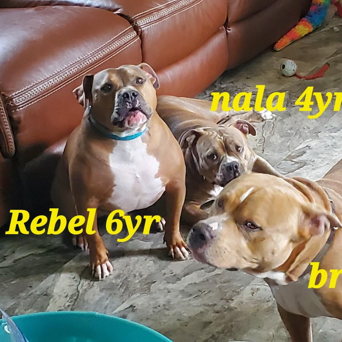 Rebel, Adoptable, Adult Male Pit Bull Terrier.