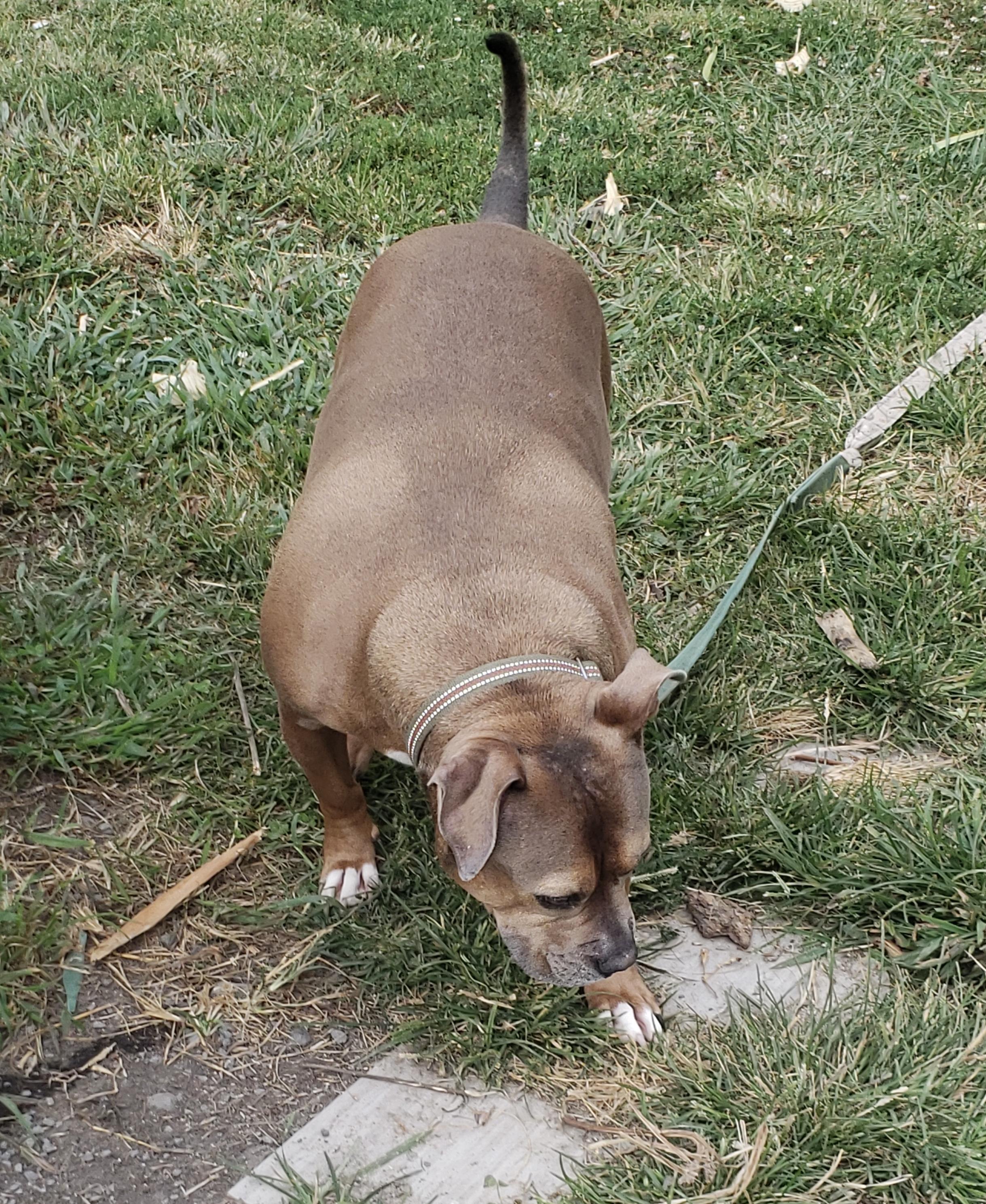 Rebel, a Adoptable Pit Bull Terrier in Chesapeake Beach, MD image 2/4