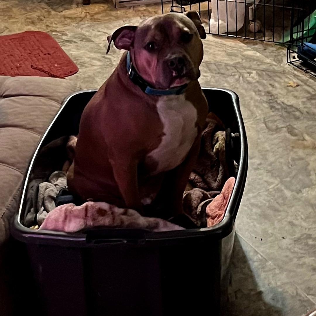 Rebel, a Adoptable Pit Bull Terrier in Chesapeake Beach, MD image 3/4