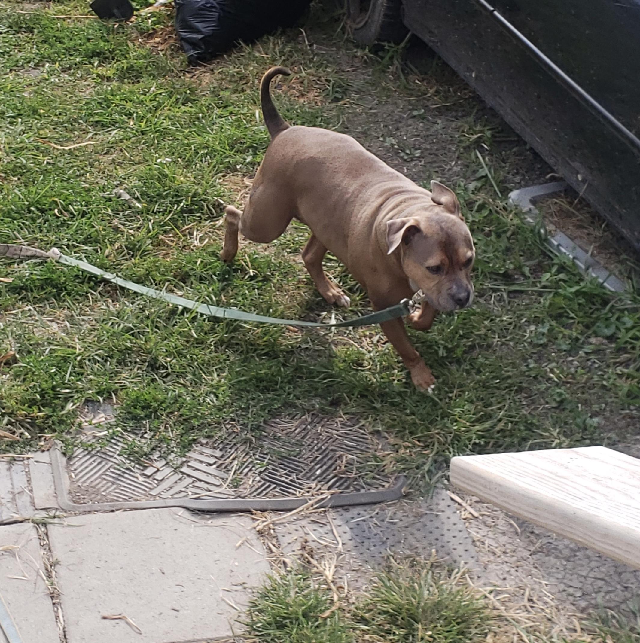 Rebel, a Adoptable Pit Bull Terrier in Chesapeake Beach, MD image 4/4