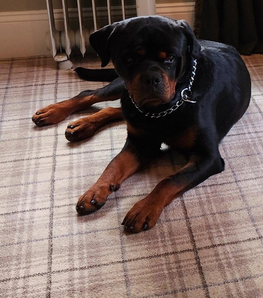GOLIATH-Courtesy post, Adoptable, Adult Male Rottweiler.