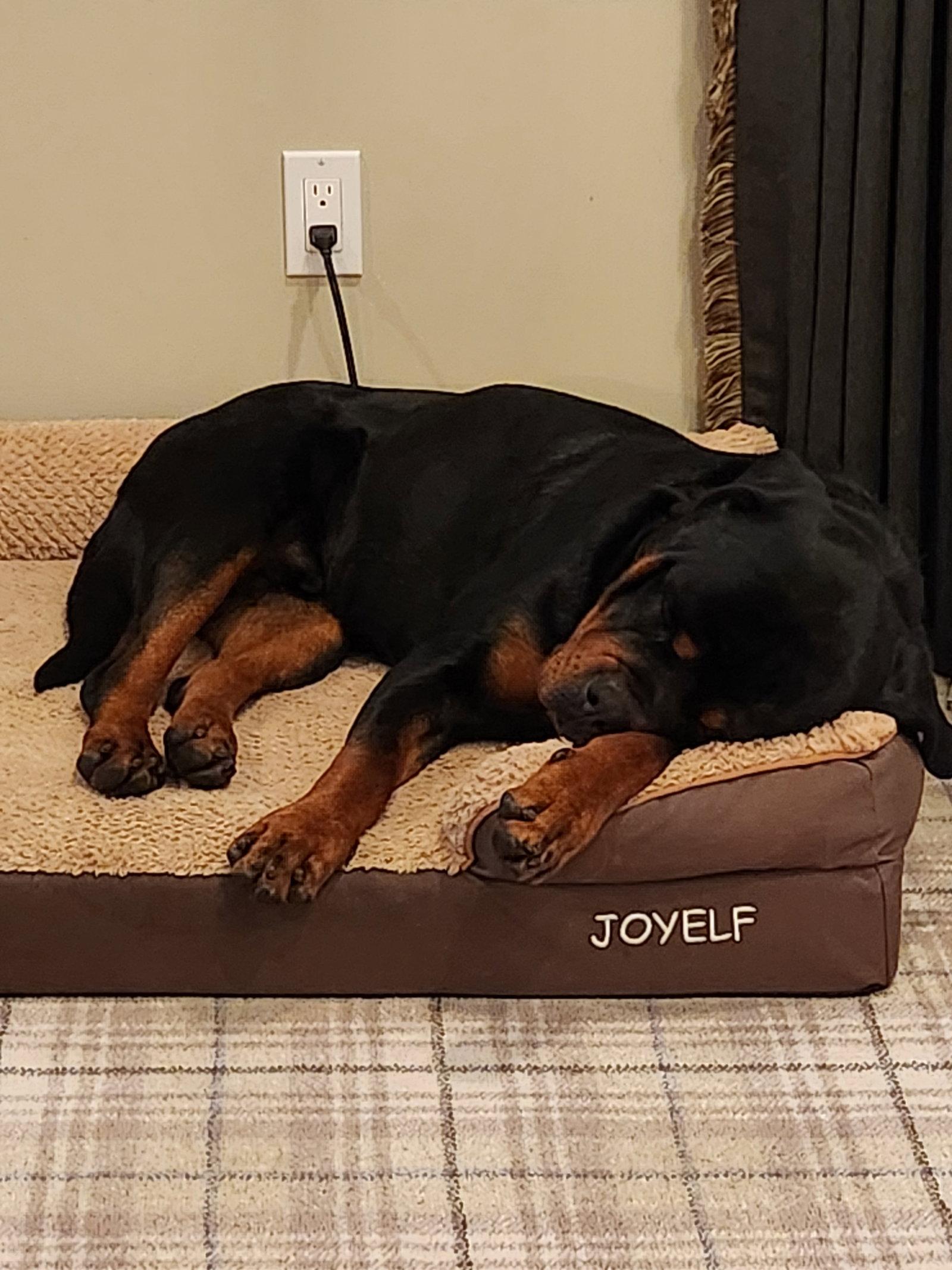 Enlarge GOLIATH-Courtesy post, a Adoptable Rottweiler in Hillsboro, NH image 3/3
