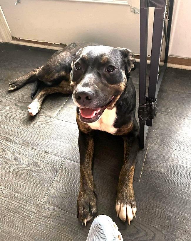 Enlarge SUZY, a ADOPTABLE Mixed Breed in Pegram, TN image 4/5