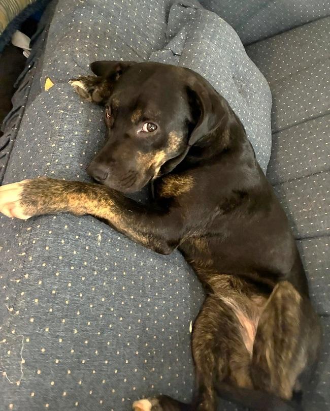 Enlarge SUZY, a ADOPTABLE Mixed Breed in Pegram, TN image 2/5