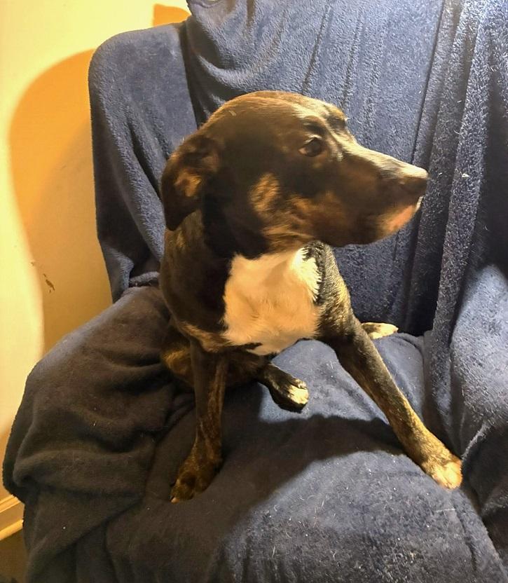 Enlarge SUZY, a ADOPTABLE Mixed Breed in Pegram, TN image 5/5