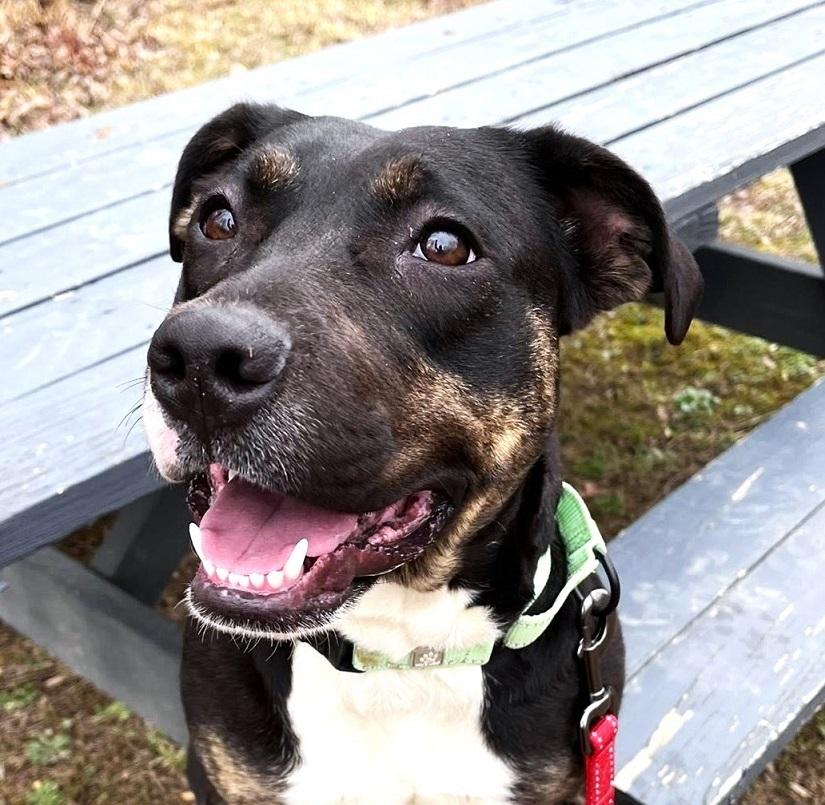 SUZY, ADOPTABLE, Young Female Mixed Breed.