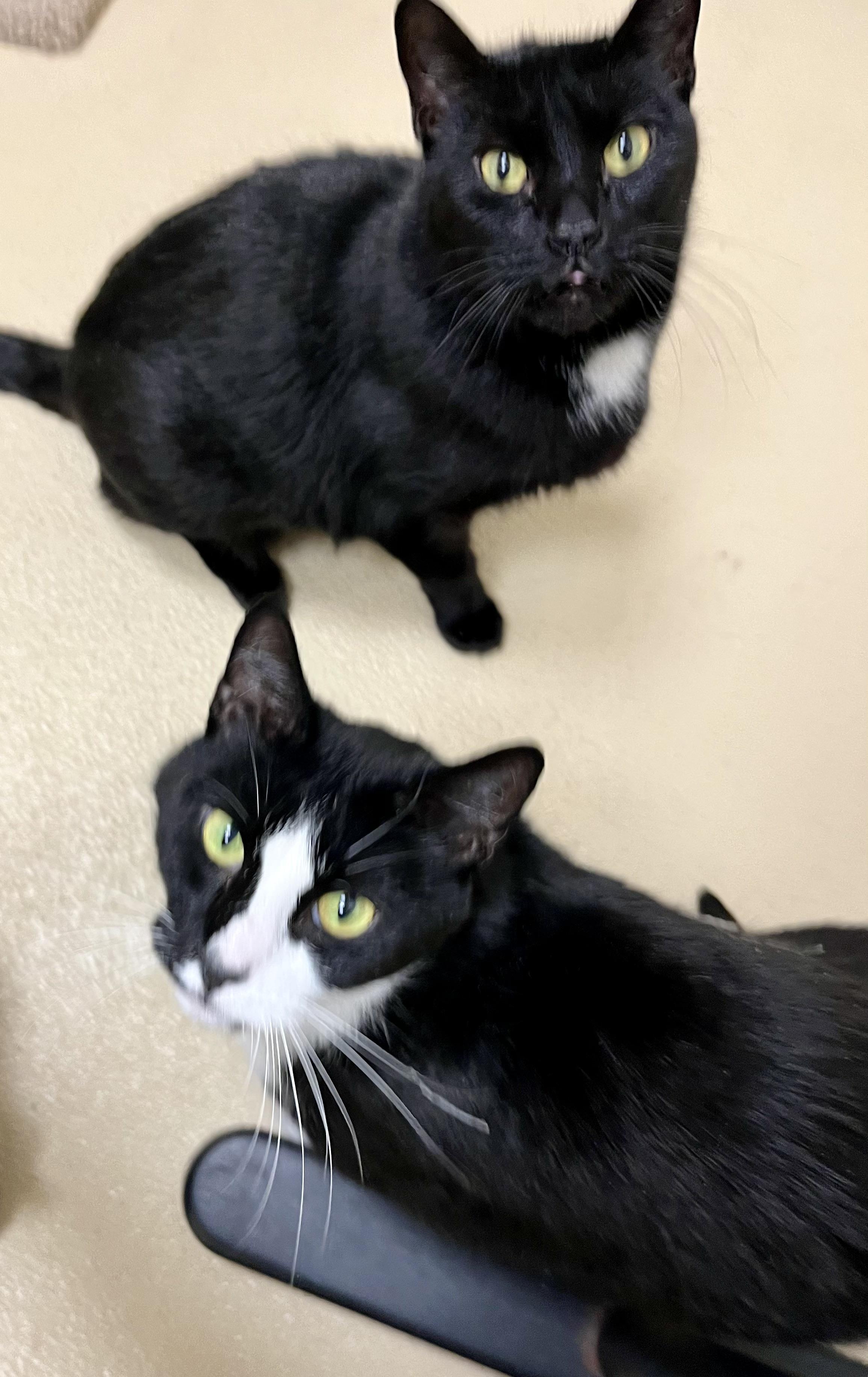 Enlarge Gunther, a ADOPTABLE Domestic Short Hair in Greenwich, CT image 2/3