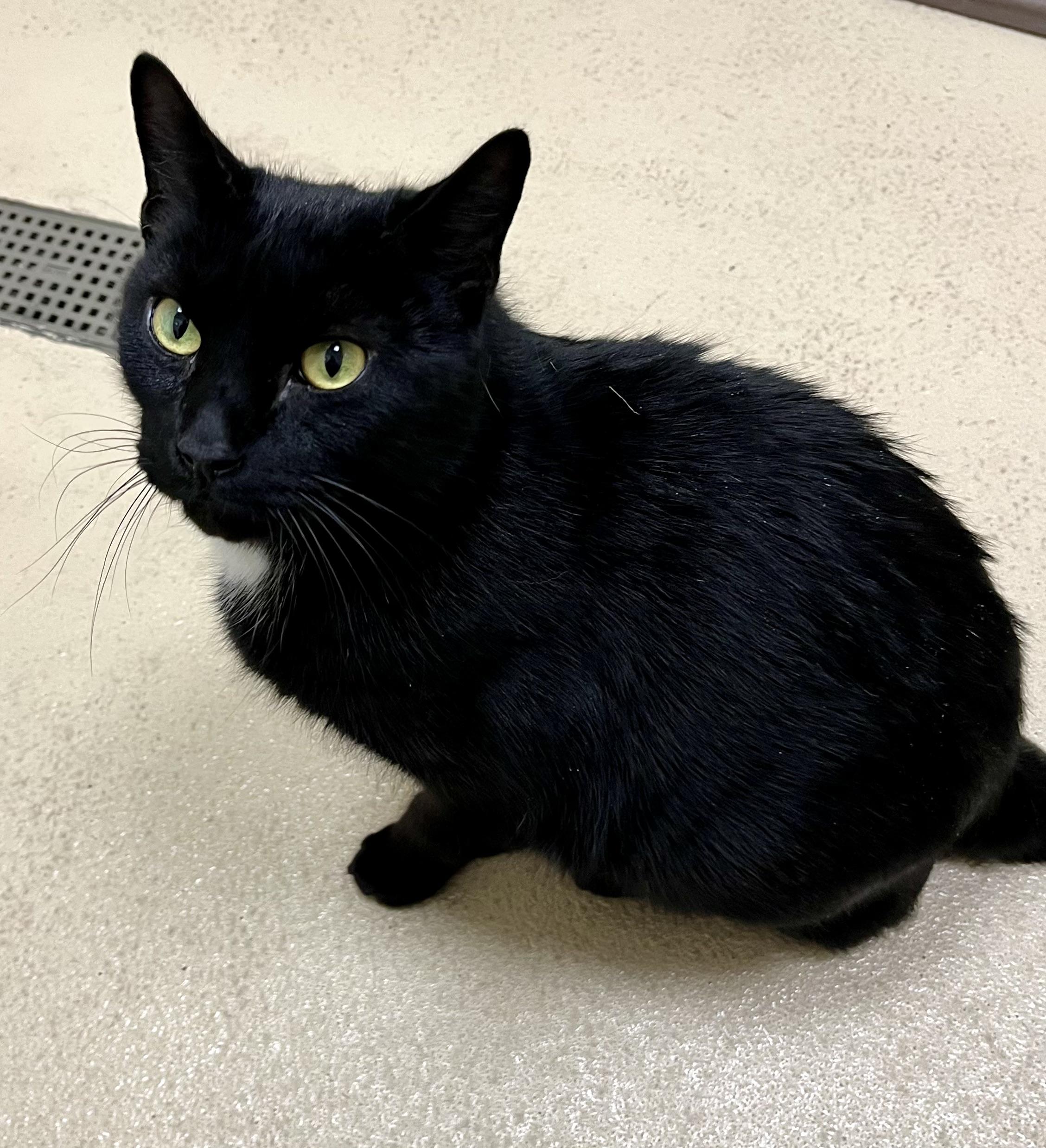 Enlarge Gunther, a ADOPTABLE Domestic Short Hair in Greenwich, CT image 1/3