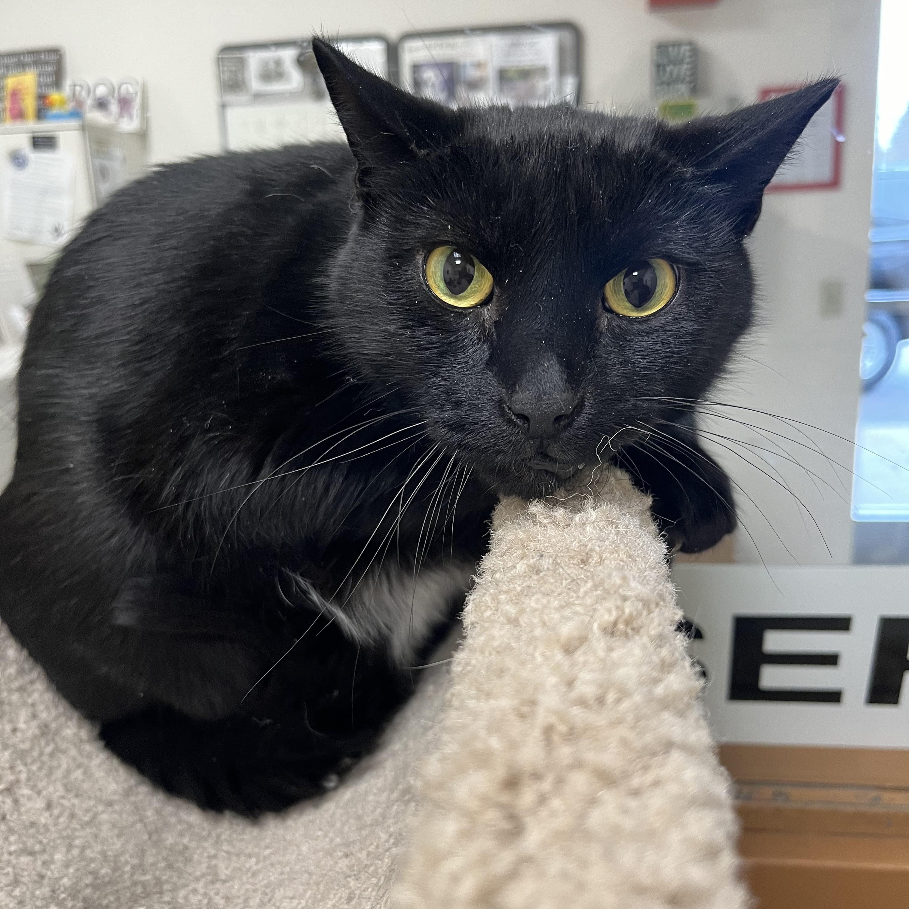 Enlarge Gunther, a ADOPTABLE Domestic Short Hair in Greenwich, CT image 3/3