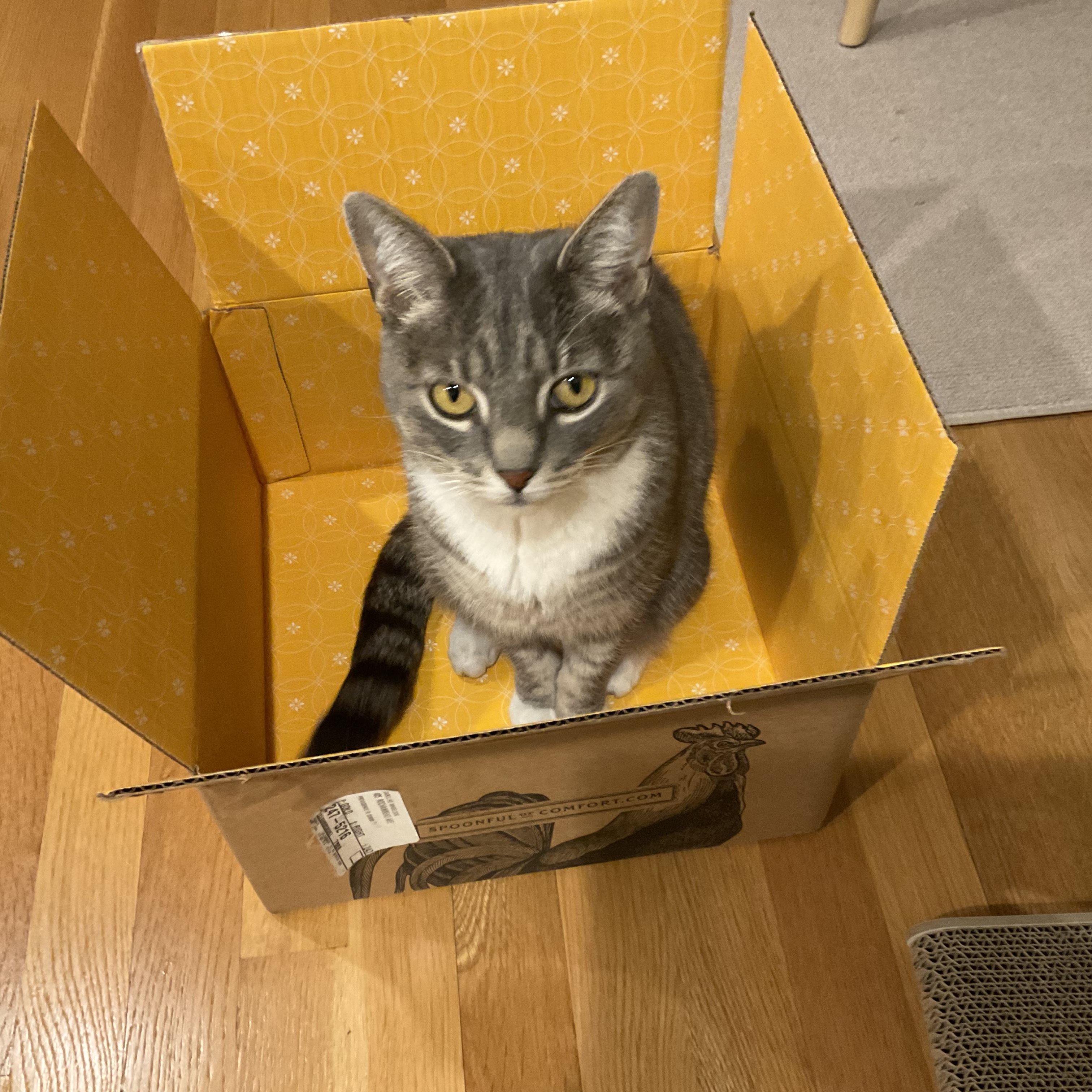 ZETA, a ADOPTABLE Domestic Short Hair in East Greenwich, RI image 3/6