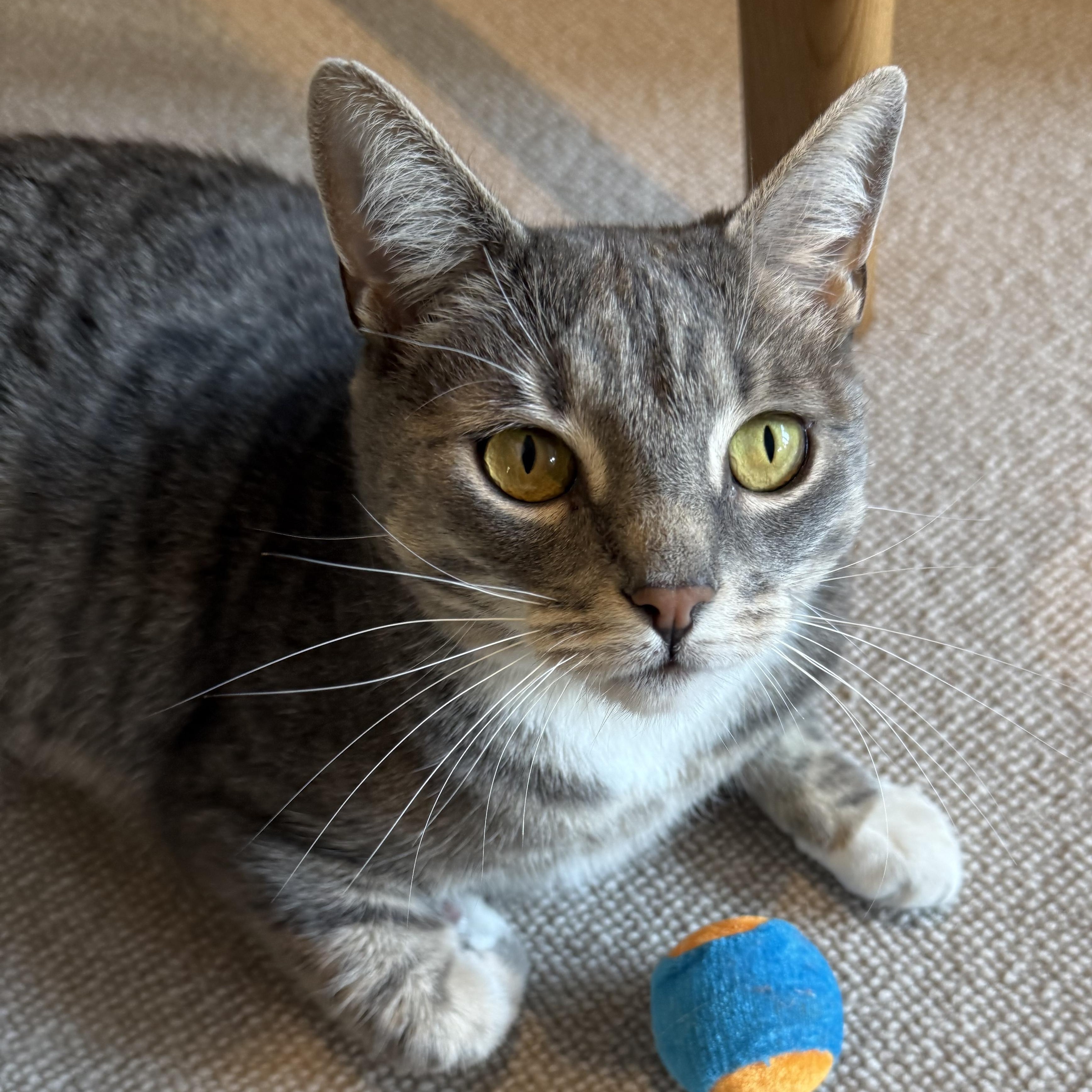 ZETA, a ADOPTABLE Domestic Short Hair in East Greenwich, RI image 1/6
