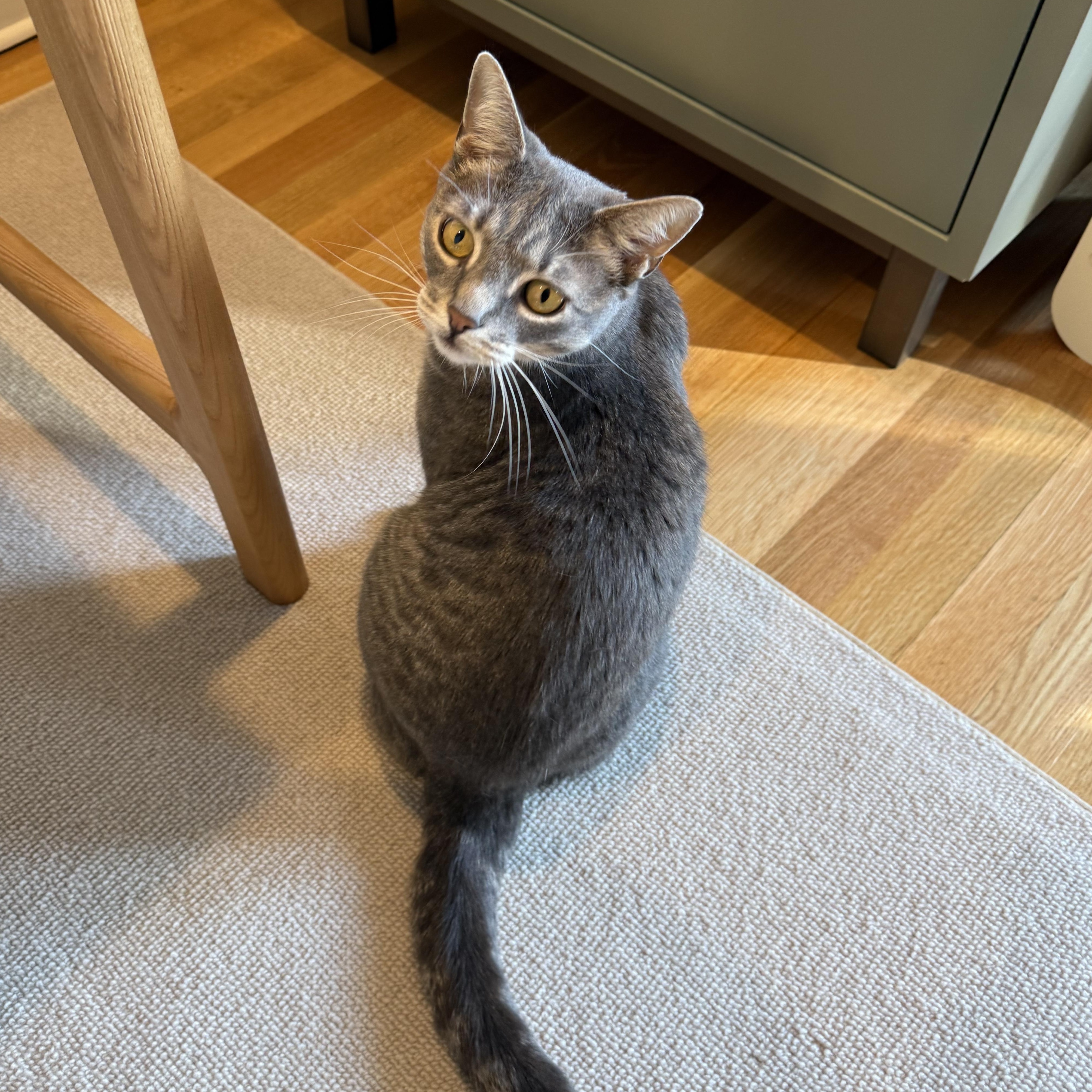 ZETA, a ADOPTABLE Domestic Short Hair in East Greenwich, RI image 5/6