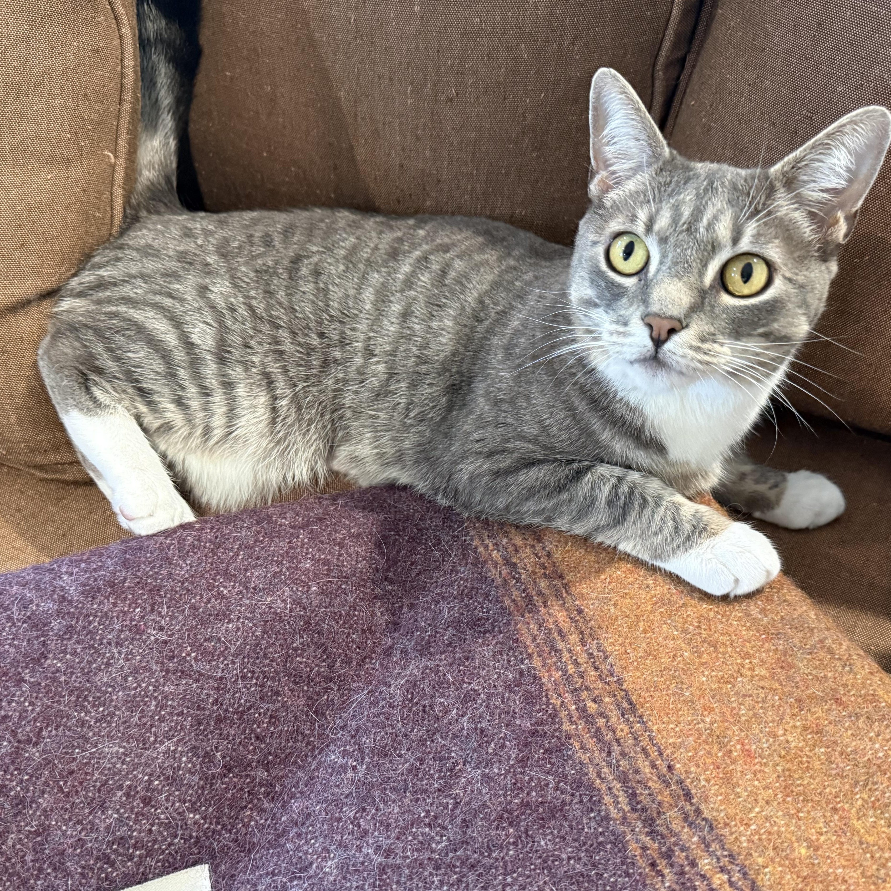 ZETA, a ADOPTABLE Domestic Short Hair in East Greenwich, RI image 6/6