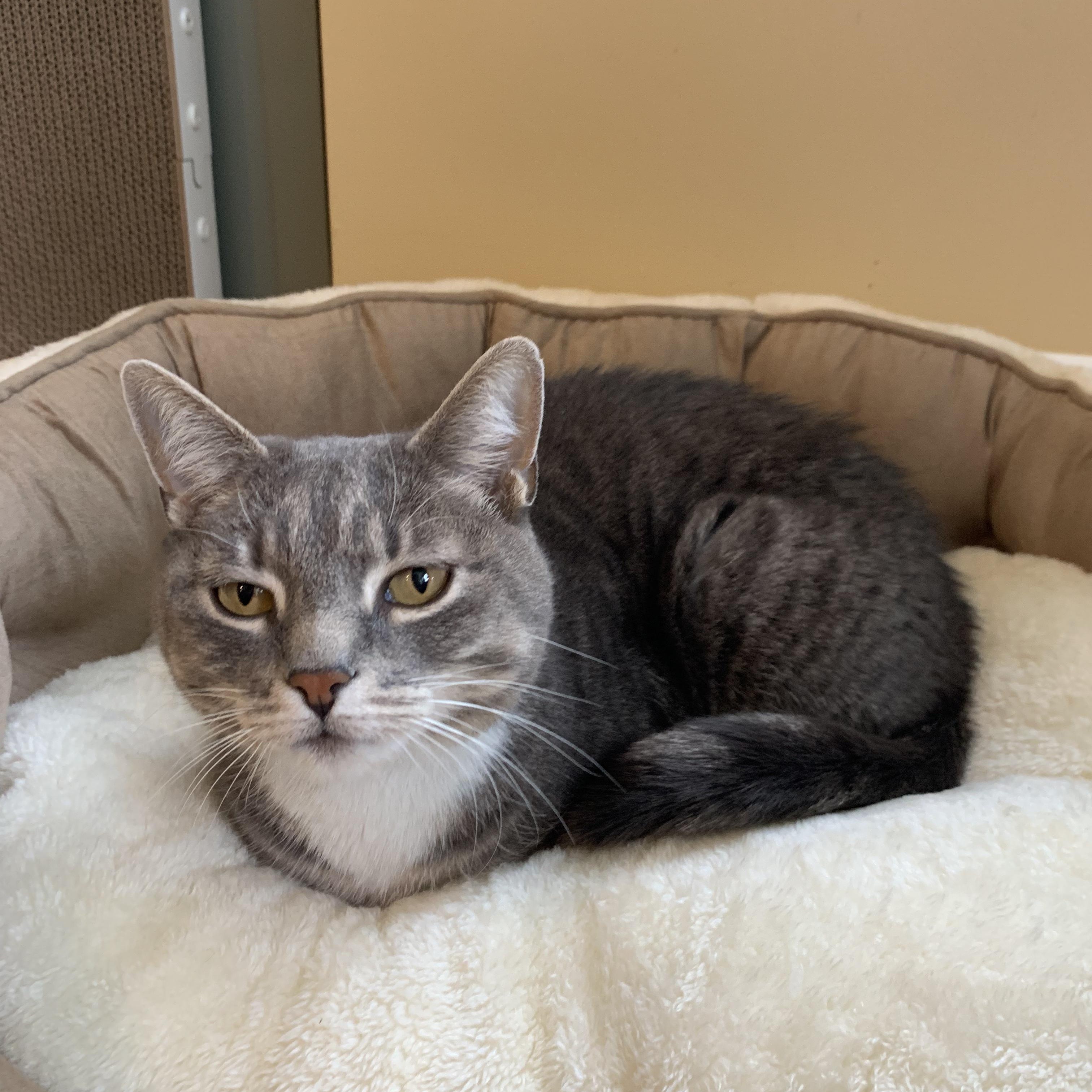 ZETA, a ADOPTABLE Domestic Short Hair in East Greenwich, RI image 2/6
