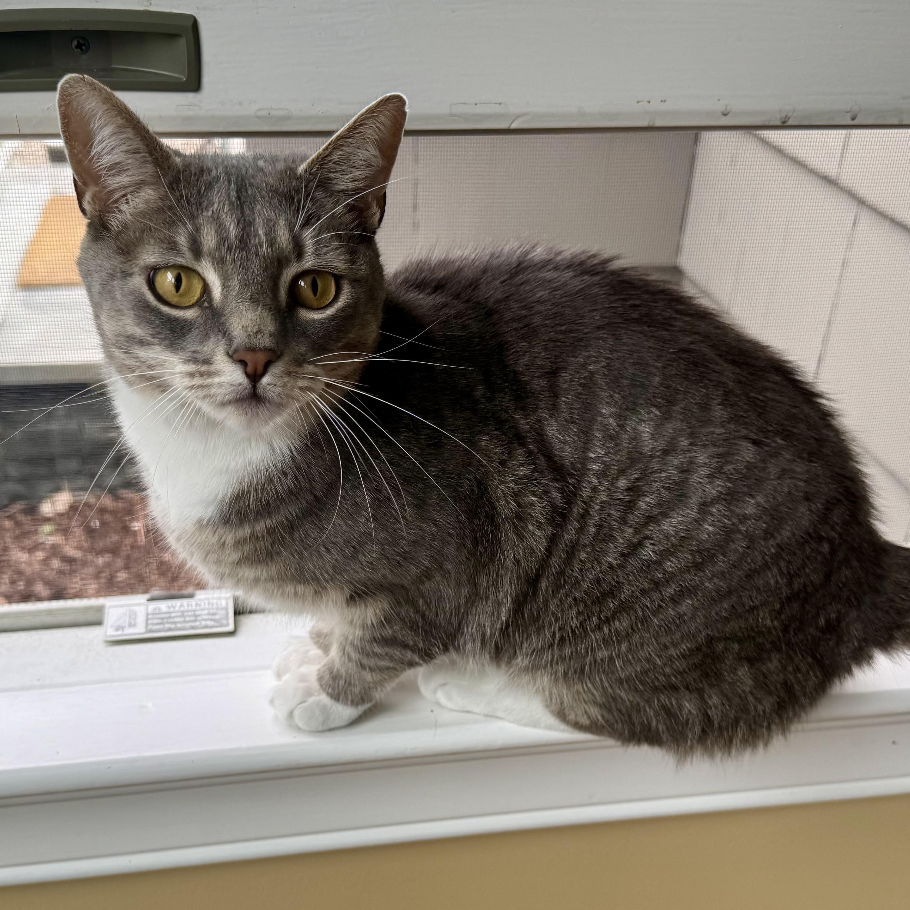 ZETA, a ADOPTABLE Domestic Short Hair in East Greenwich, RI image 4/6