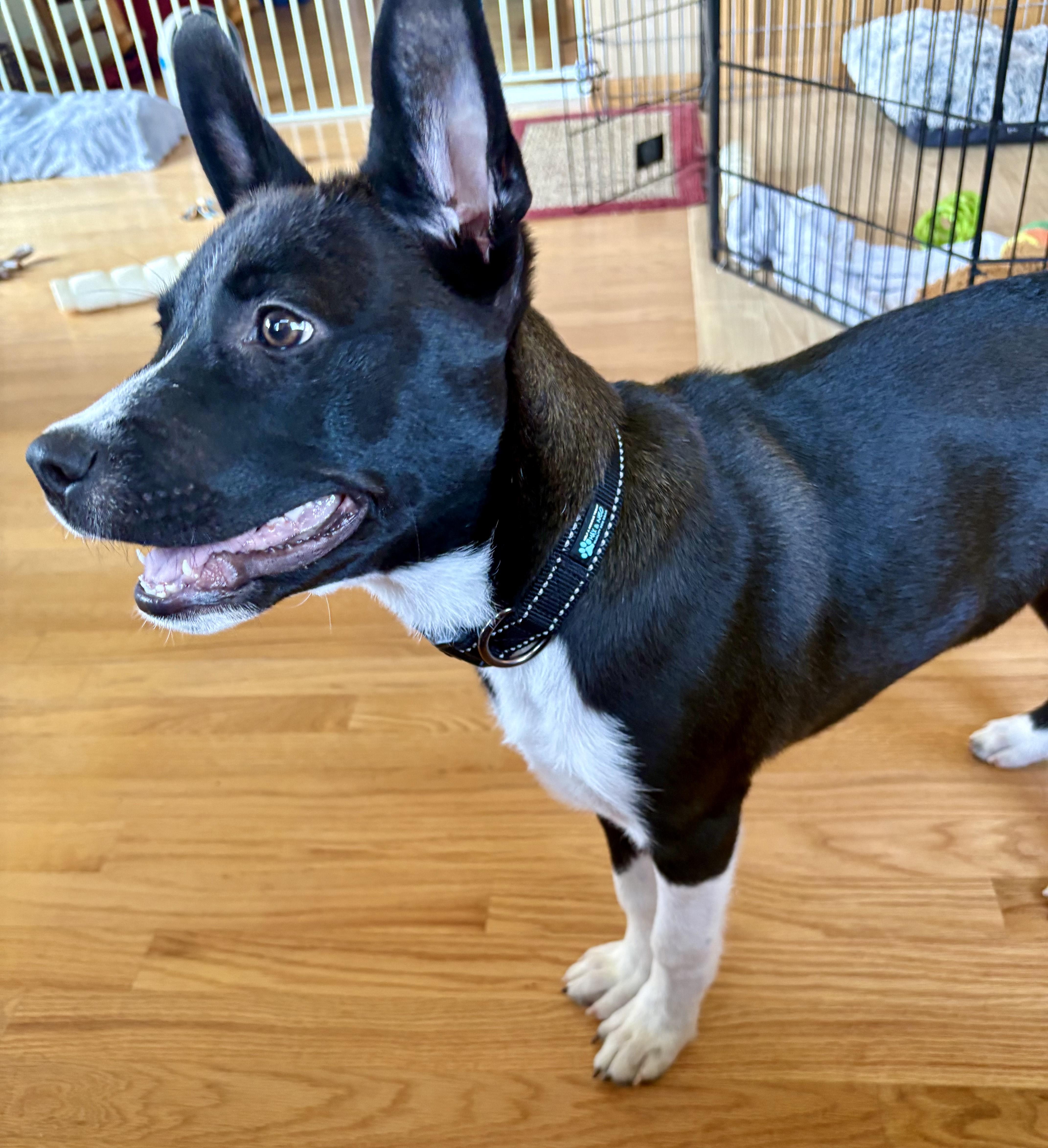 Reggie, a ADOPTABLE mixed breed in Minneapolis, MN image 5/5