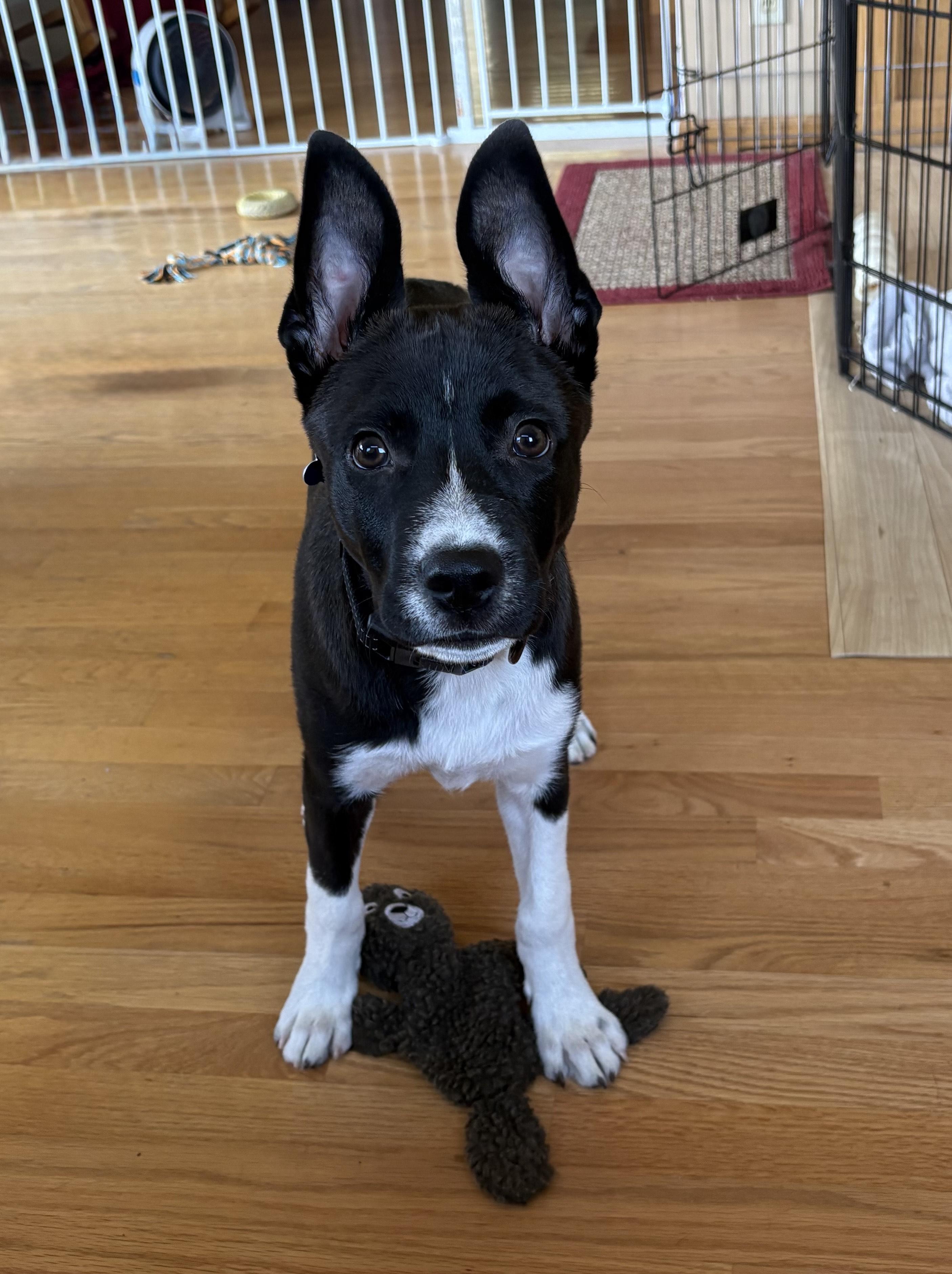 Reggie, a ADOPTABLE mixed breed in Minneapolis, MN image 4/5