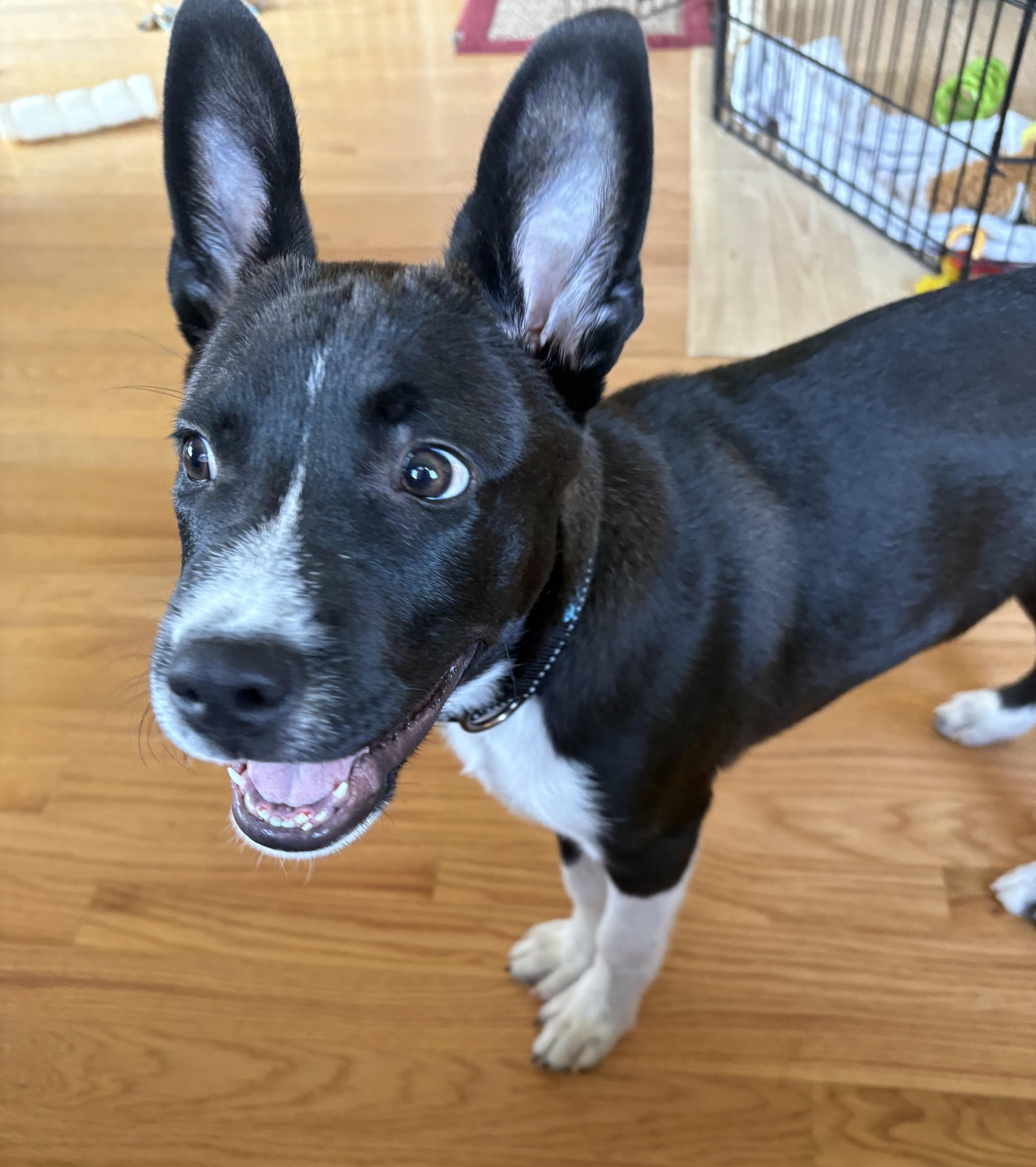 Reggie, a ADOPTABLE mixed breed in Minneapolis, MN image 3/5