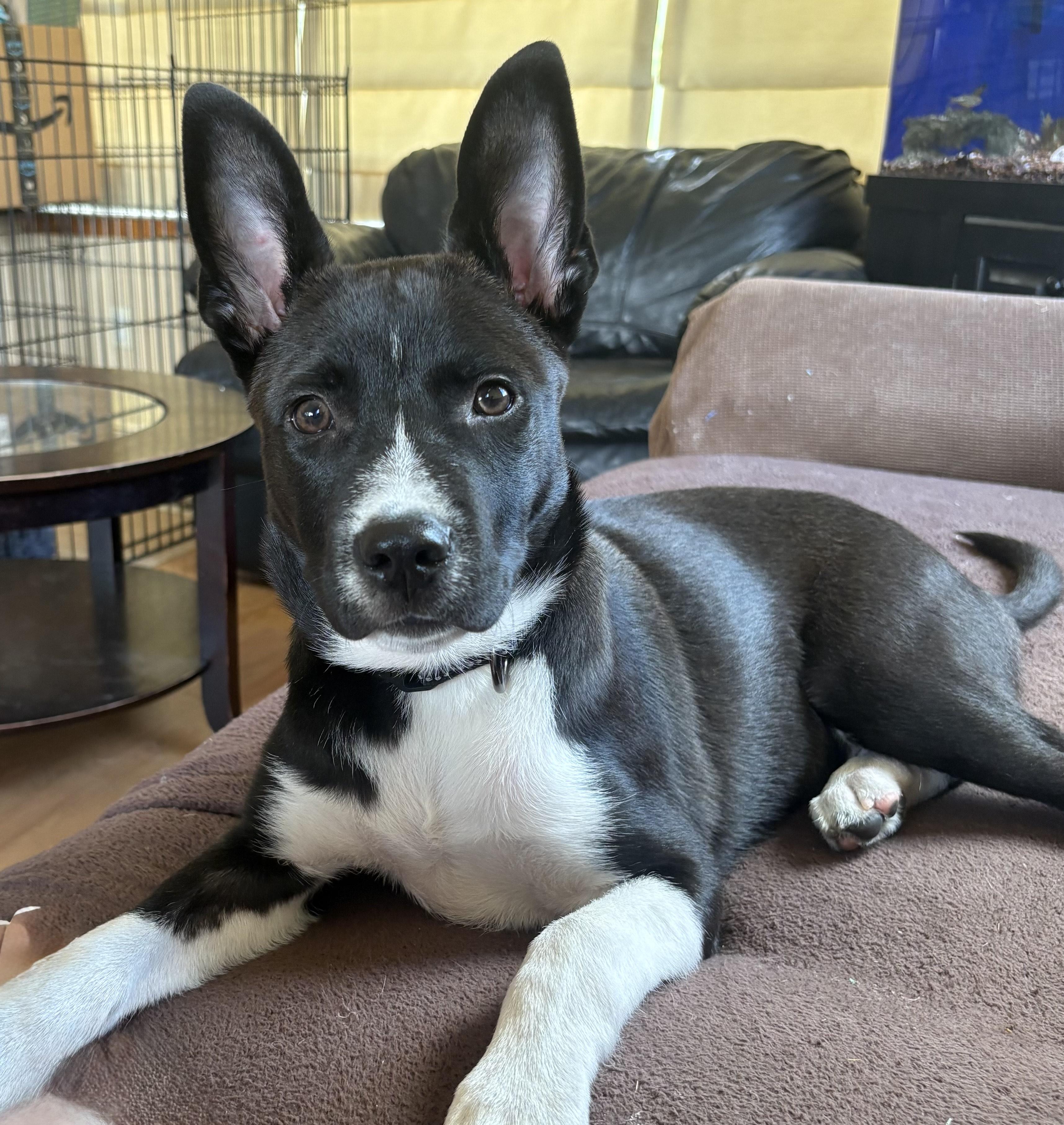 Reggie, ADOPTABLE, Puppy Male Retriever & Shepherd.