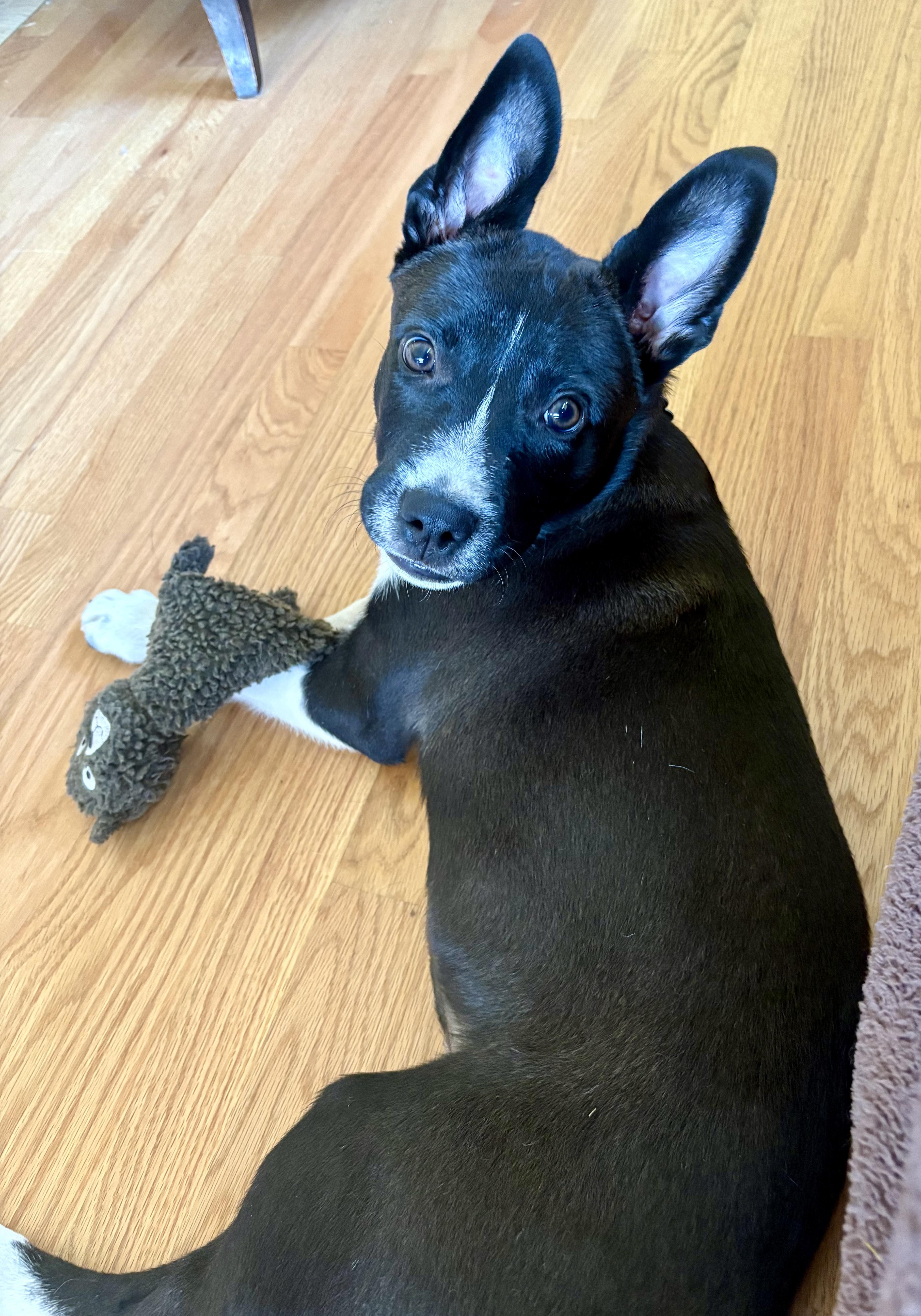 Reggie, a ADOPTABLE mixed breed in Minneapolis, MN image 2/5