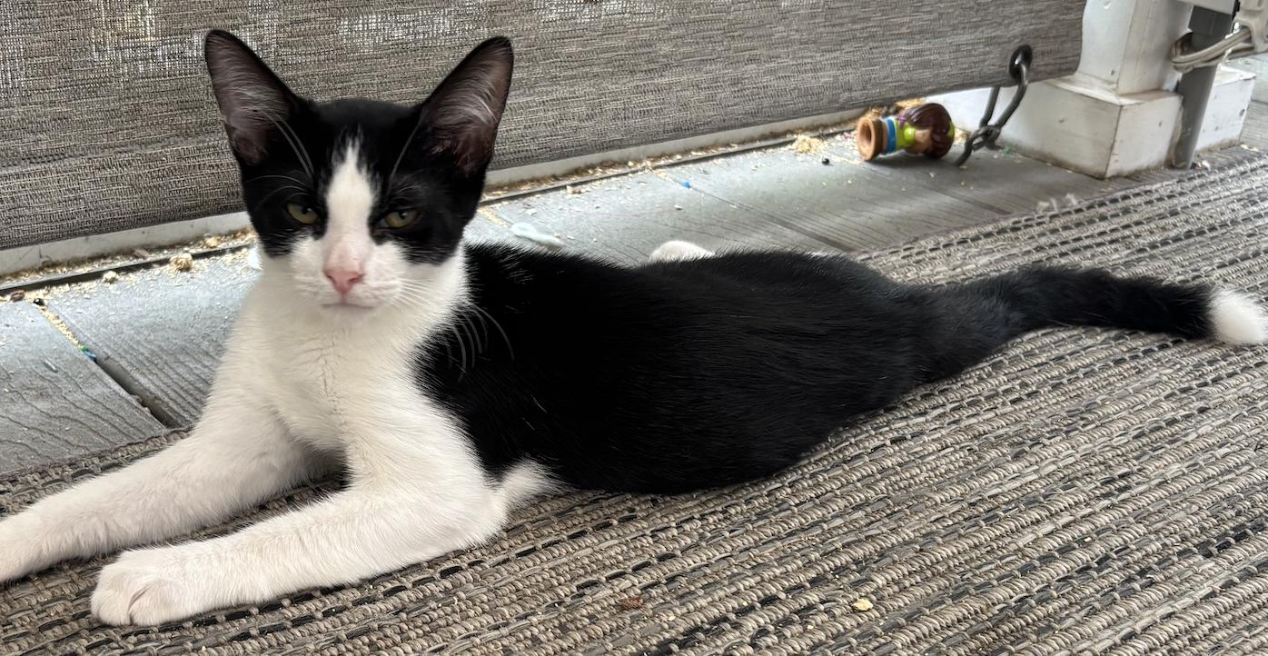Coco - KITTEN in foster, Adoptable, Young Male Domestic Short Hair.