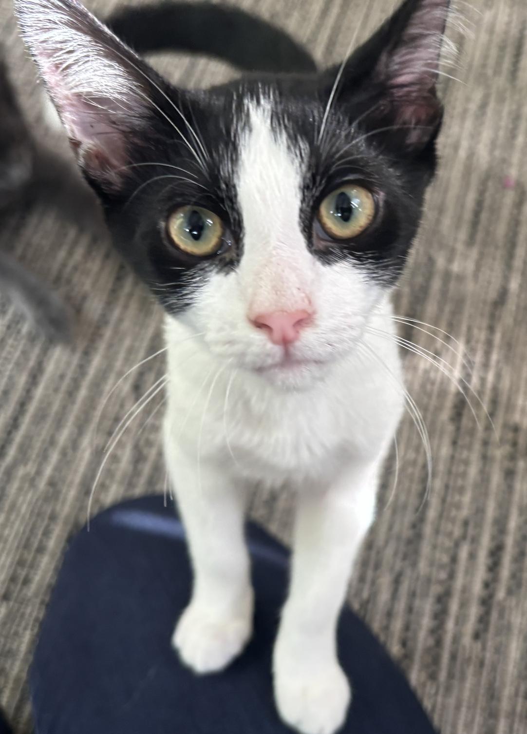 Enlarge Coco - KITTEN in foster, a Adoptable Domestic Short Hair in Alexandria, VA image 2/2