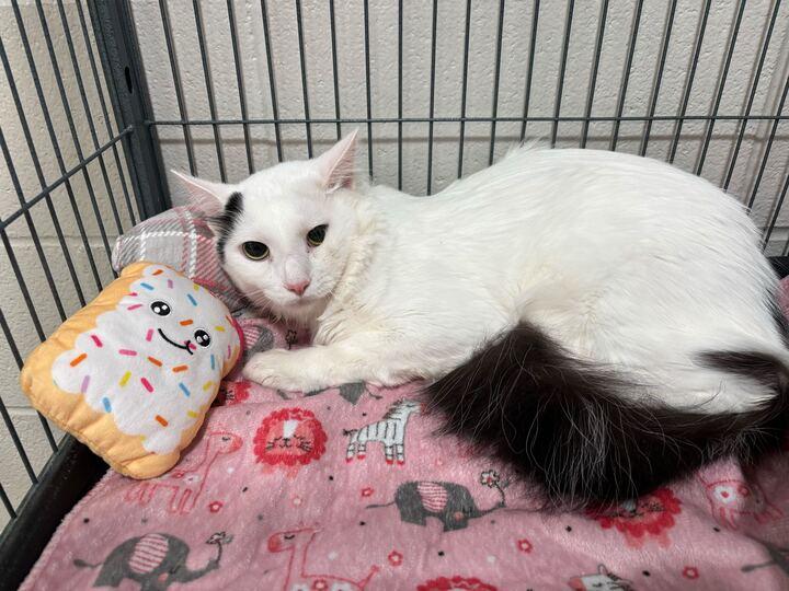 Enlarge Lil Baby , an adopted mixed breed in Jackson, MI image 1/4