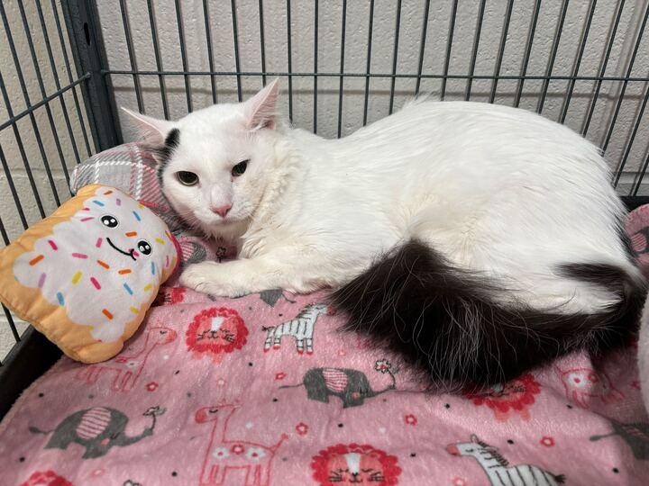 Enlarge Lil Baby , an adopted mixed breed in Jackson, MI image 4/4