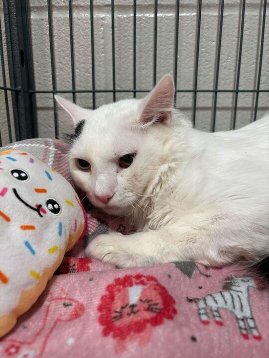 Enlarge Lil Baby , an adopted mixed breed in Jackson, MI image 3/4