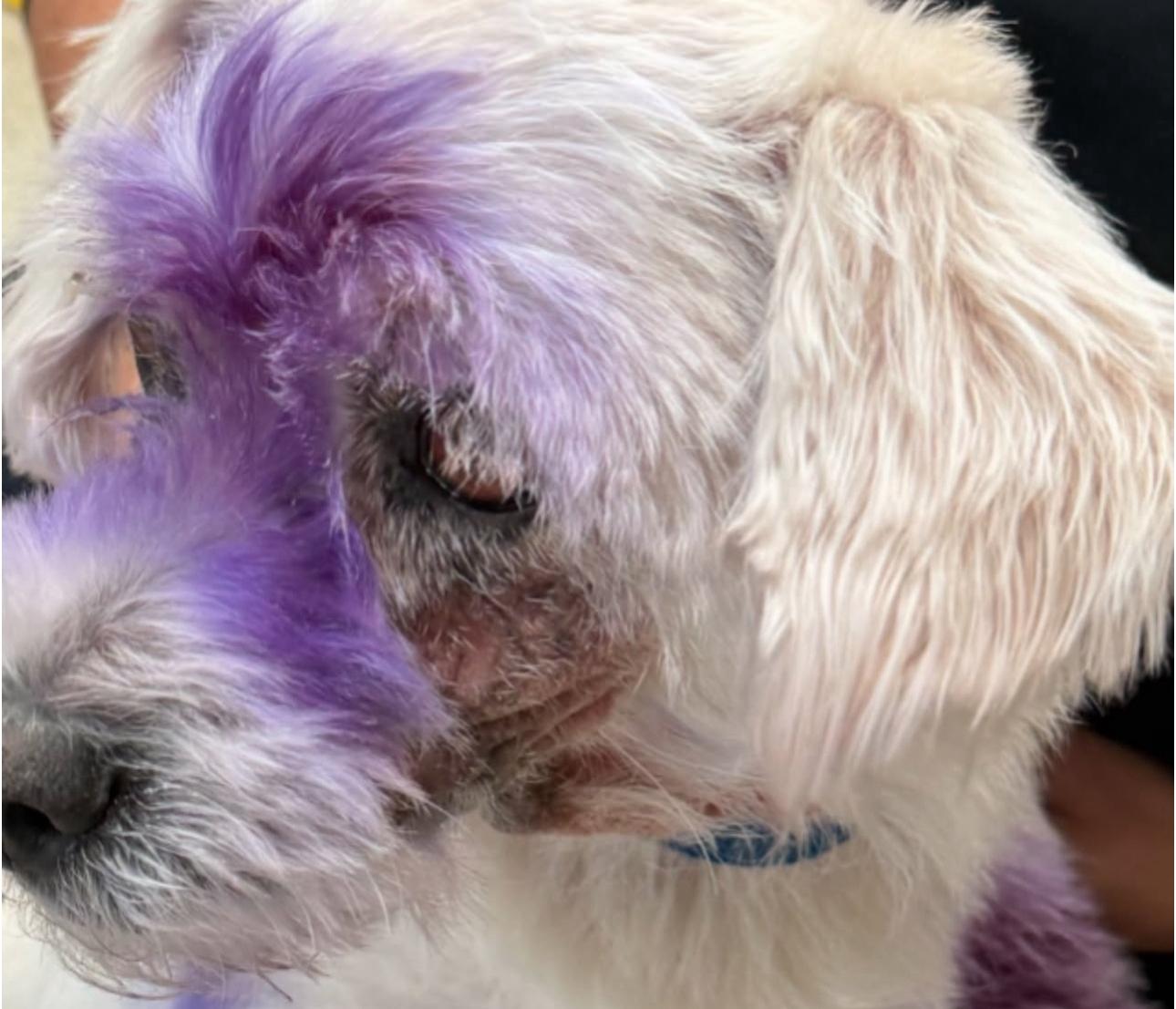 Leo, a Adoptable mixed breed in Los Angeles, CA image 5/5