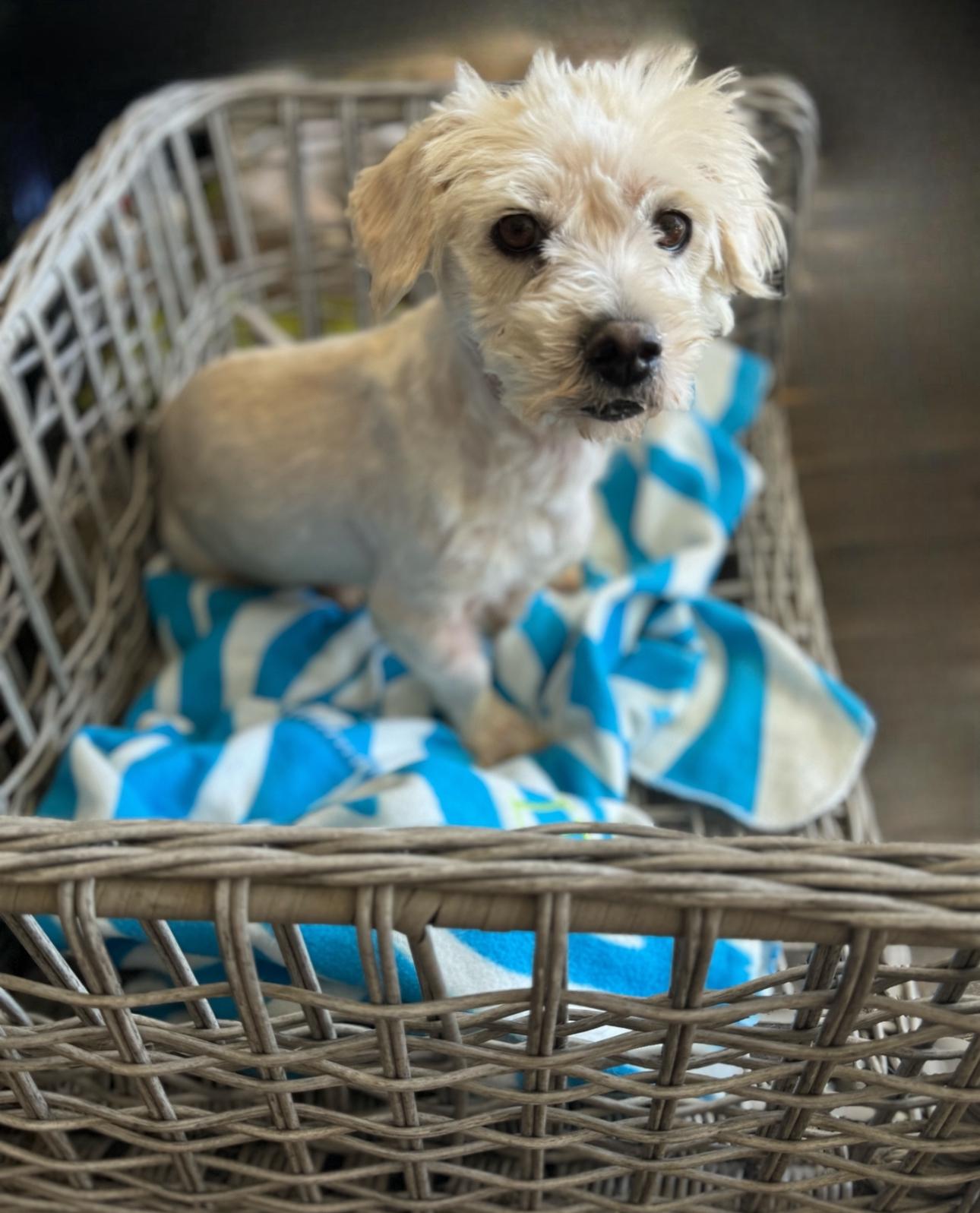 Leo, a Adoptable mixed breed in Los Angeles, CA image 2/5