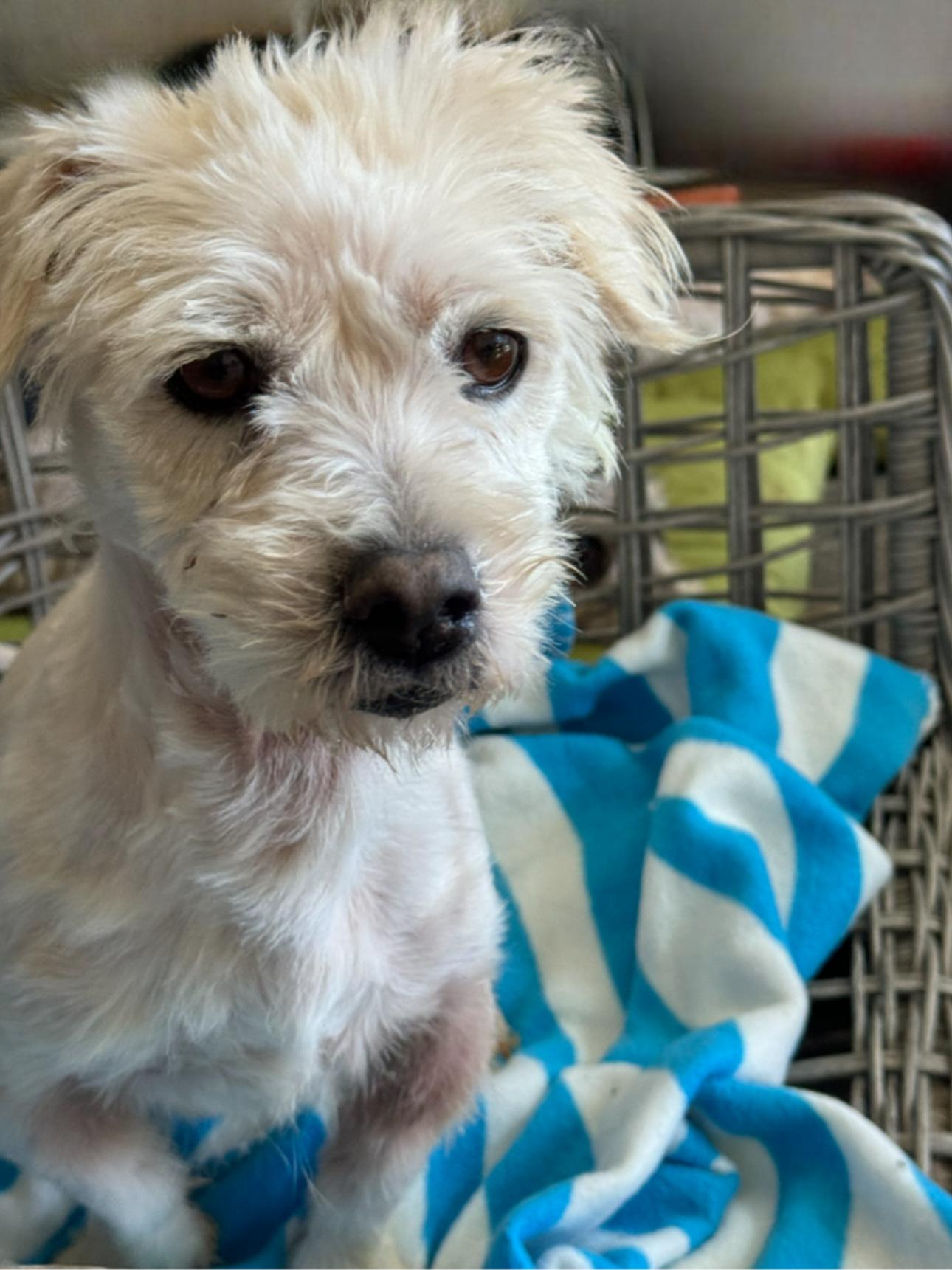 Leo, a Adoptable mixed breed in Los Angeles, CA image 1/5