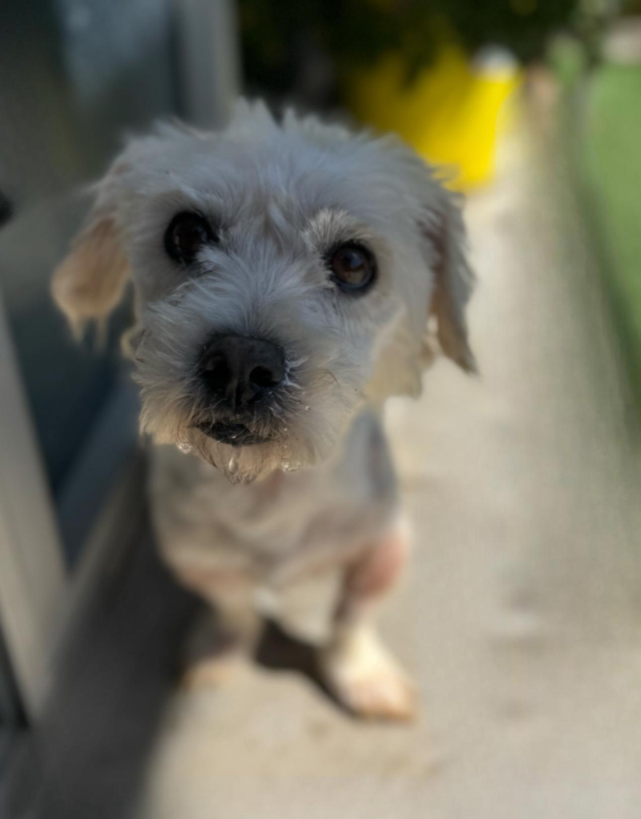 Leo, a Adoptable mixed breed in Los Angeles, CA image 3/5